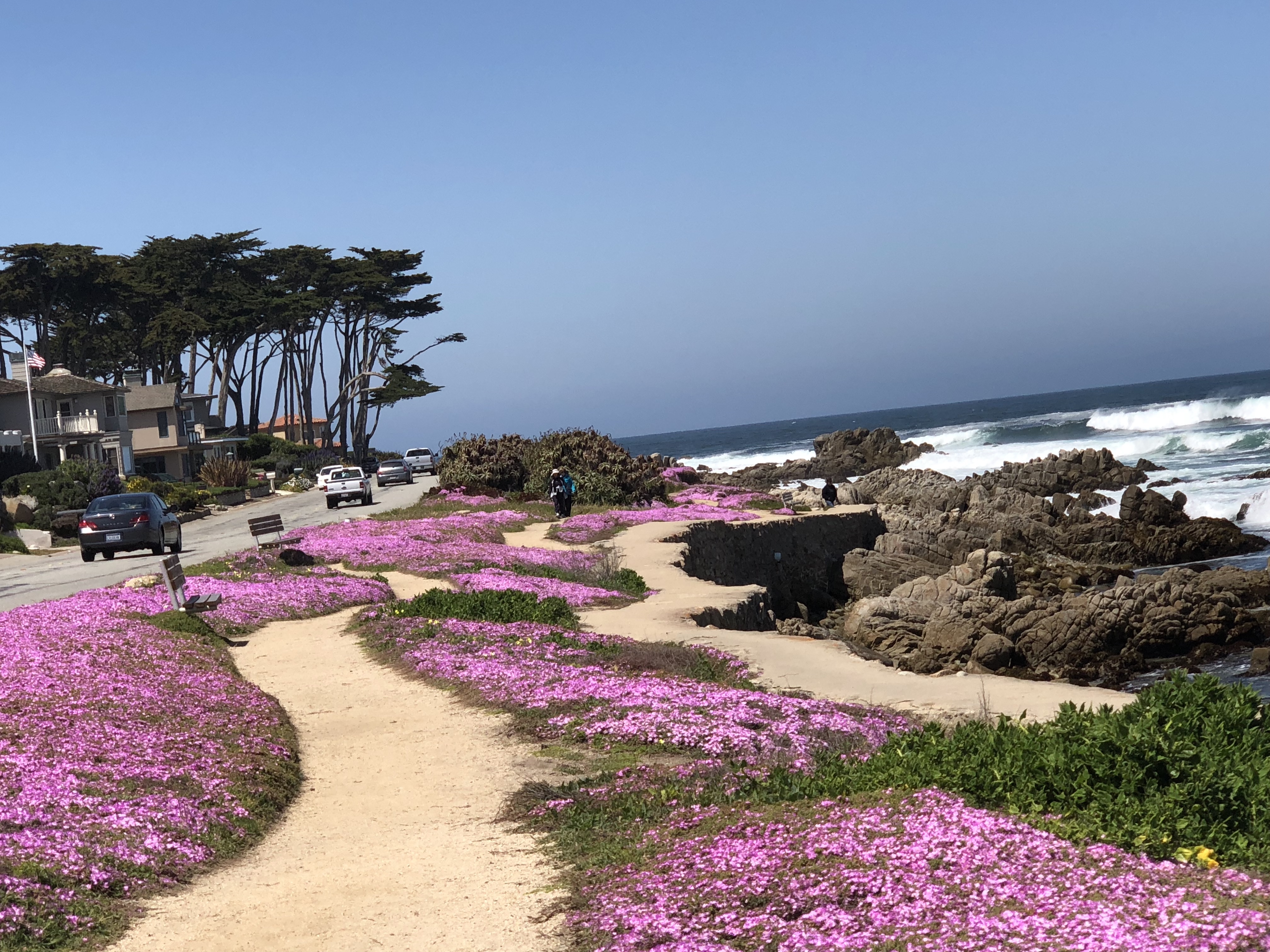 California Wild Flowers Peninsula.Wheelchair accessibility and More ♿️. Twesha's Travel Diary