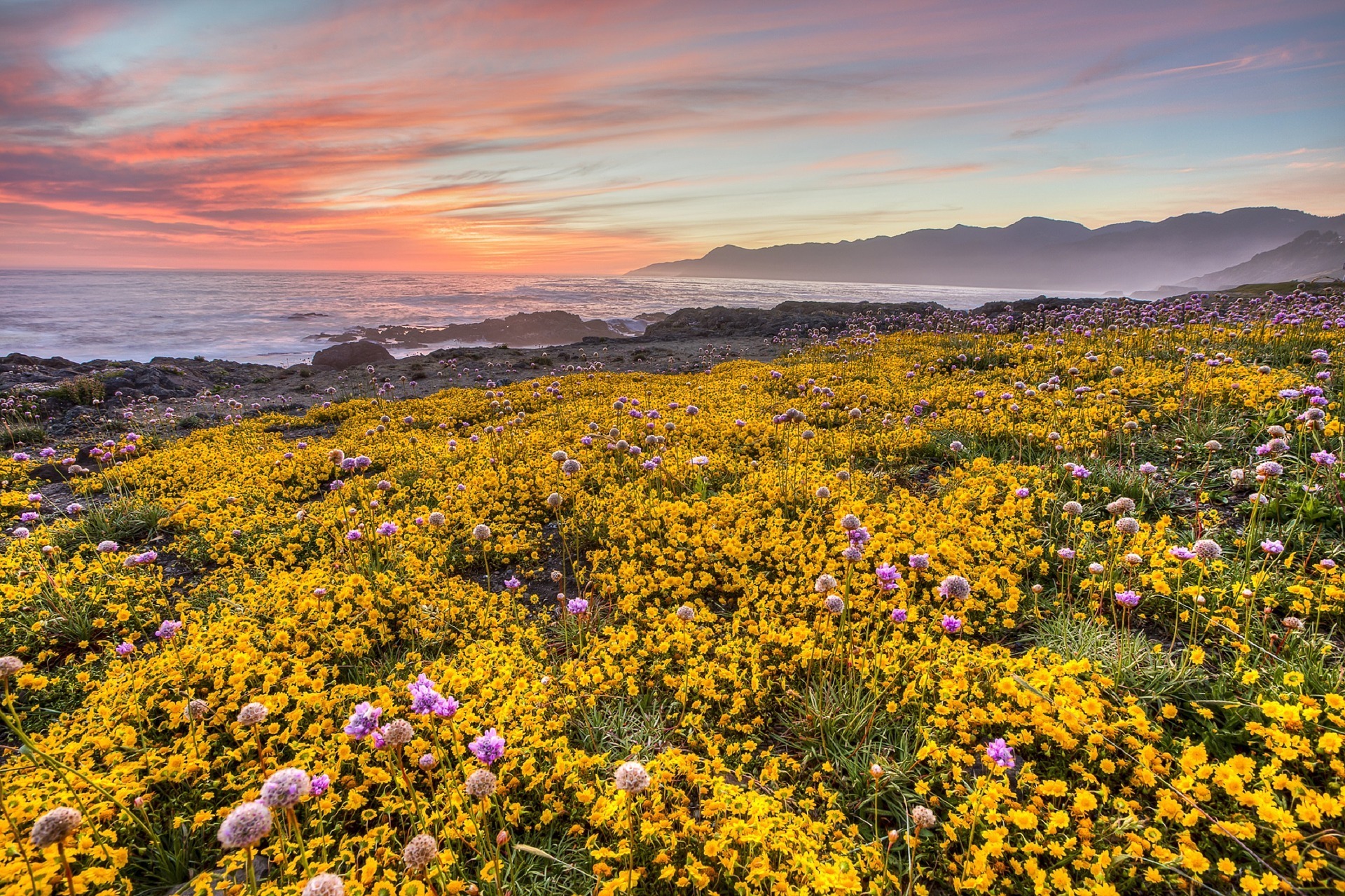 The Best Places to See California Wildflowers & Superblooms My Travel Muse