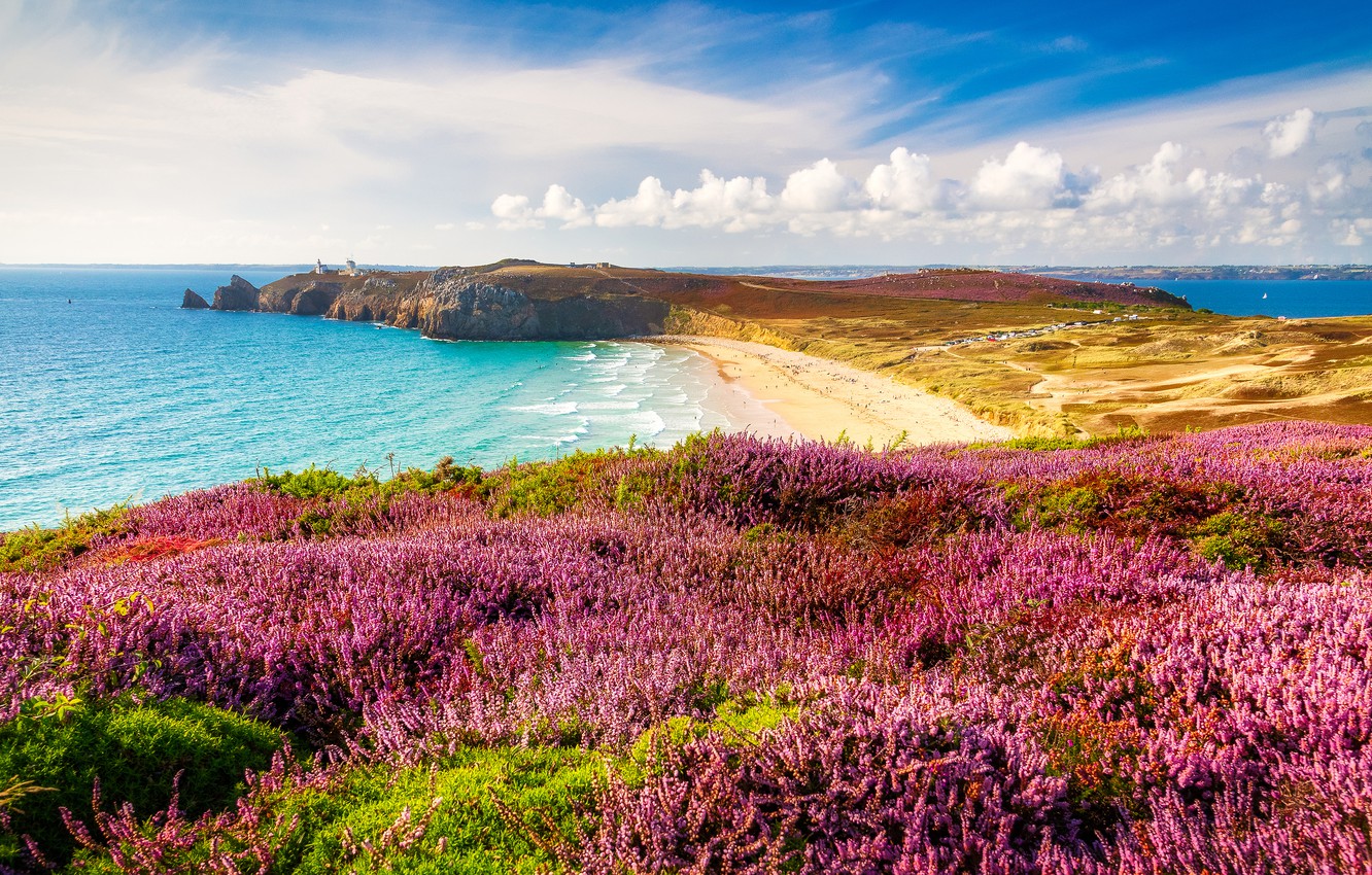 Wallpaper sea, beach, clouds, flowers, thickets, shore, France, pink, a lot, Brittany, Heather image for desktop, section пейзажи