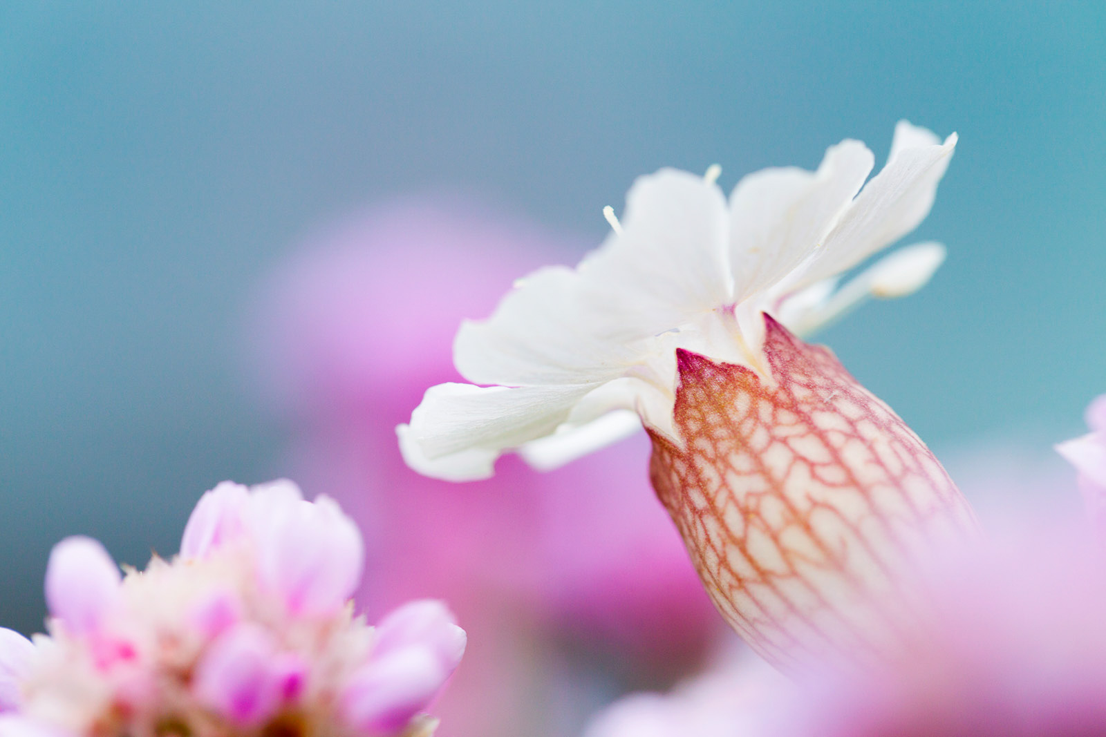 How to Photograph Spring Coastal Flowers in the UK