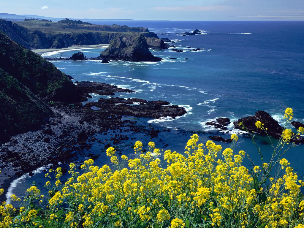 Pacific Coastline Wildflowers. Pacific Coastline Wildflower