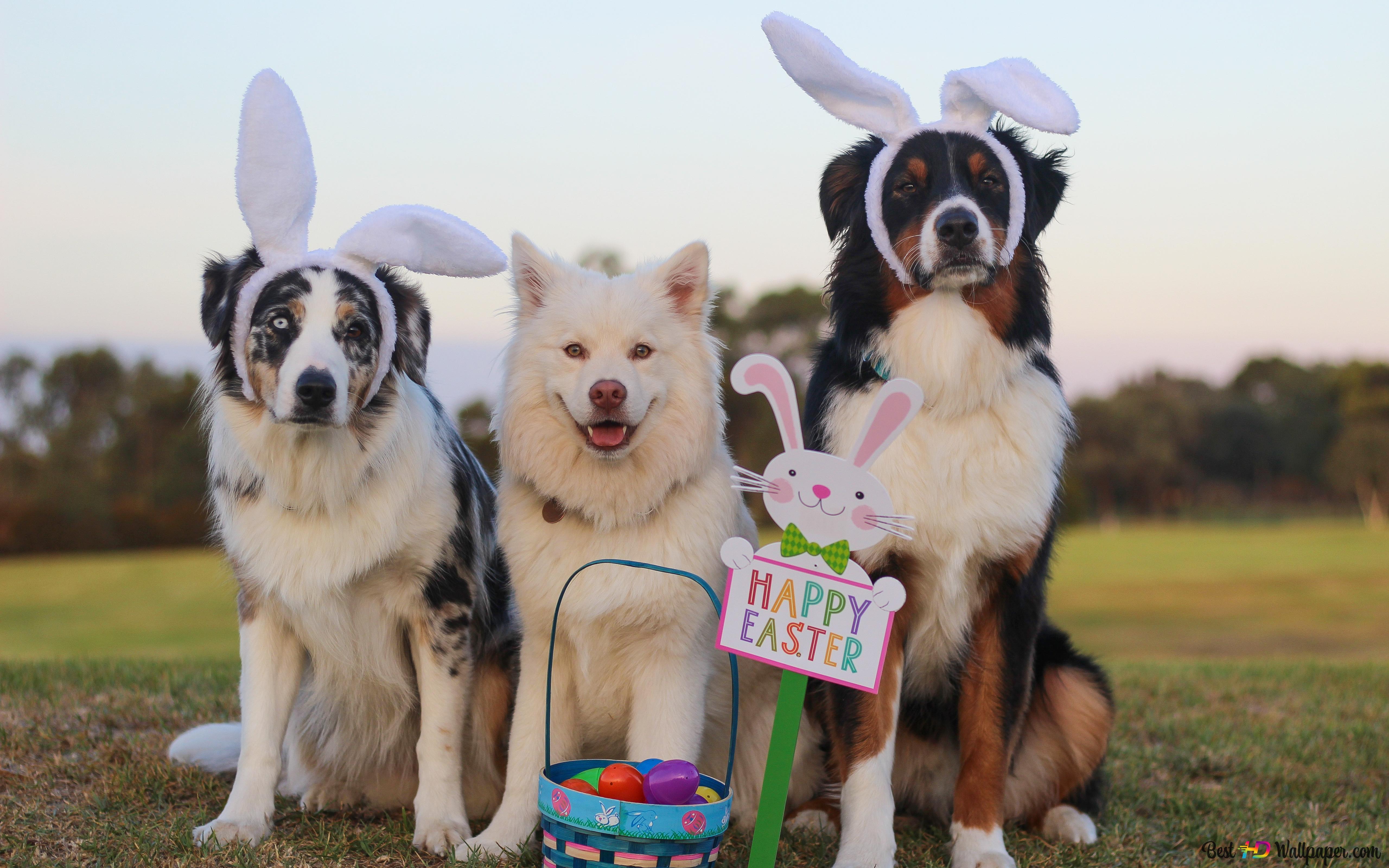 Pet dogs with bunny ears Easter egg hunt 4K wallpaper download