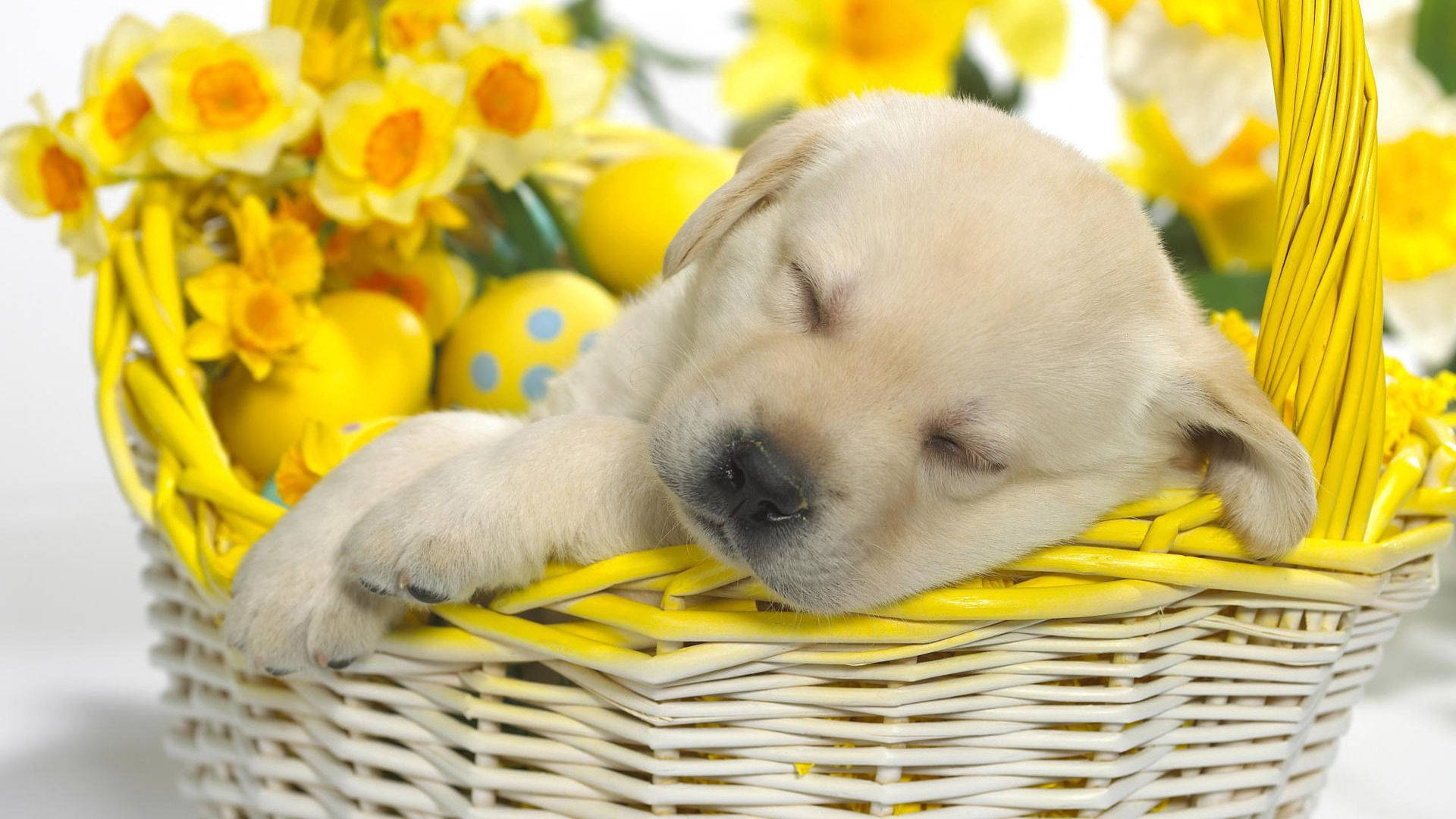 Download Easter Sunday Puppy Wallpaper