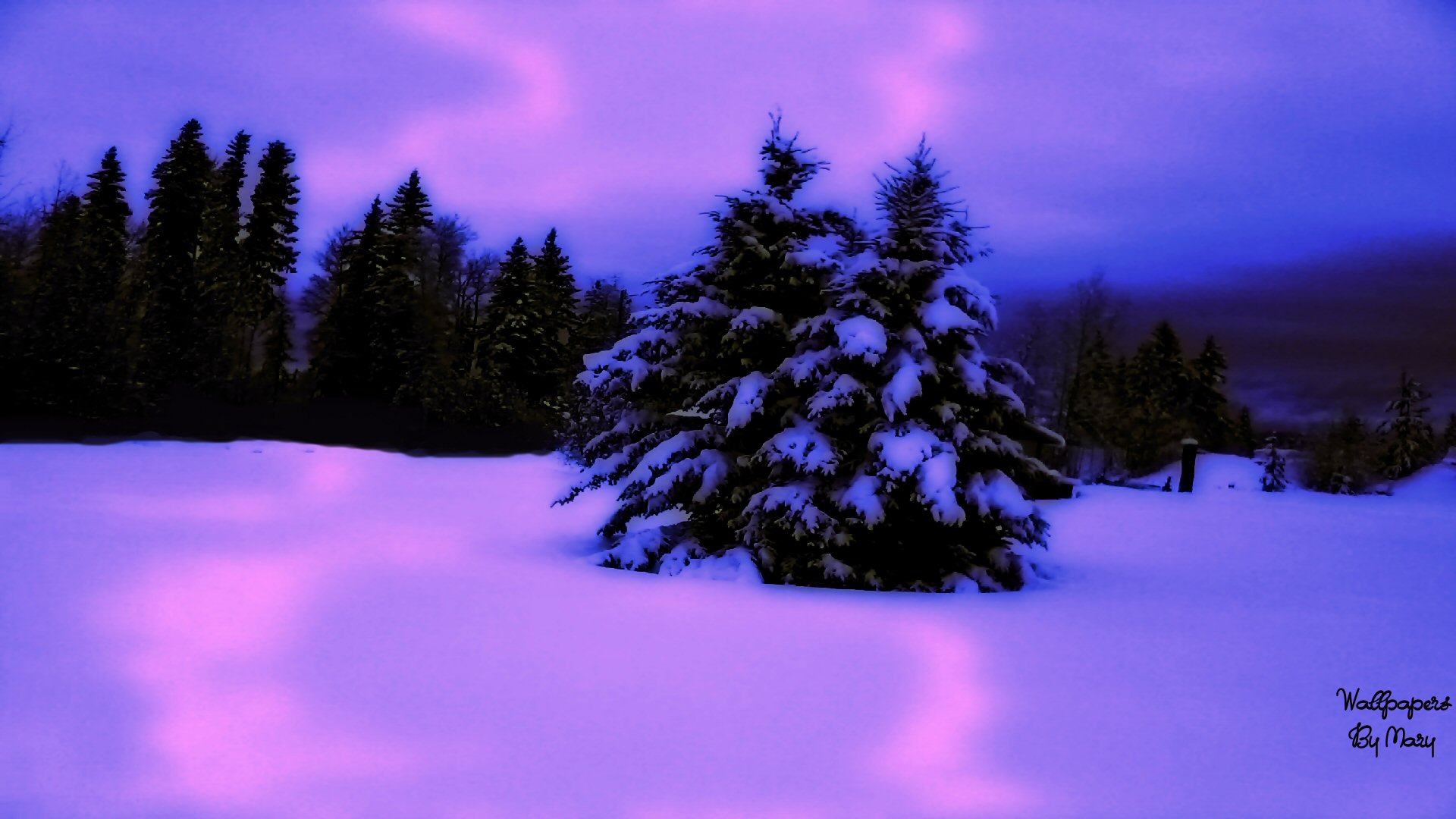 Purple Winter Wallpaper