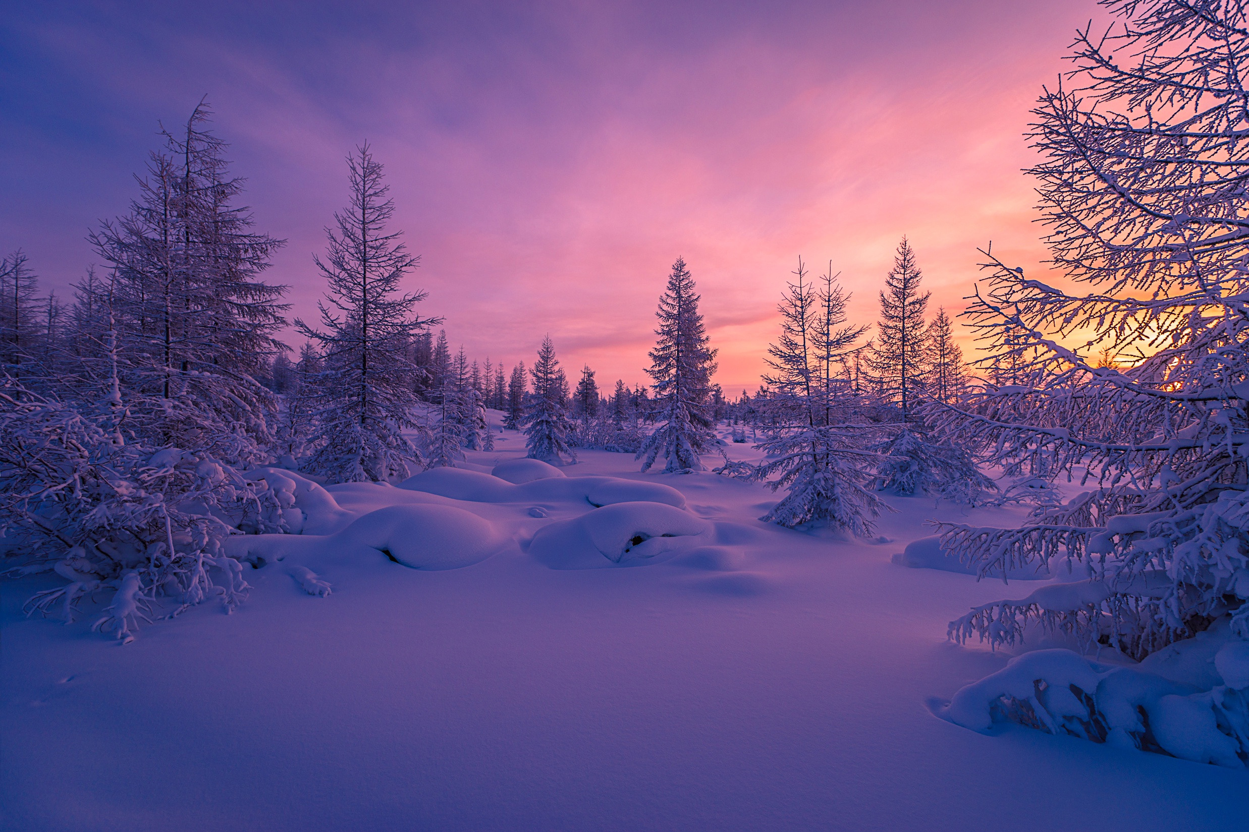 Scenery, Winter forest, Snow Gallery HD Wallpaper