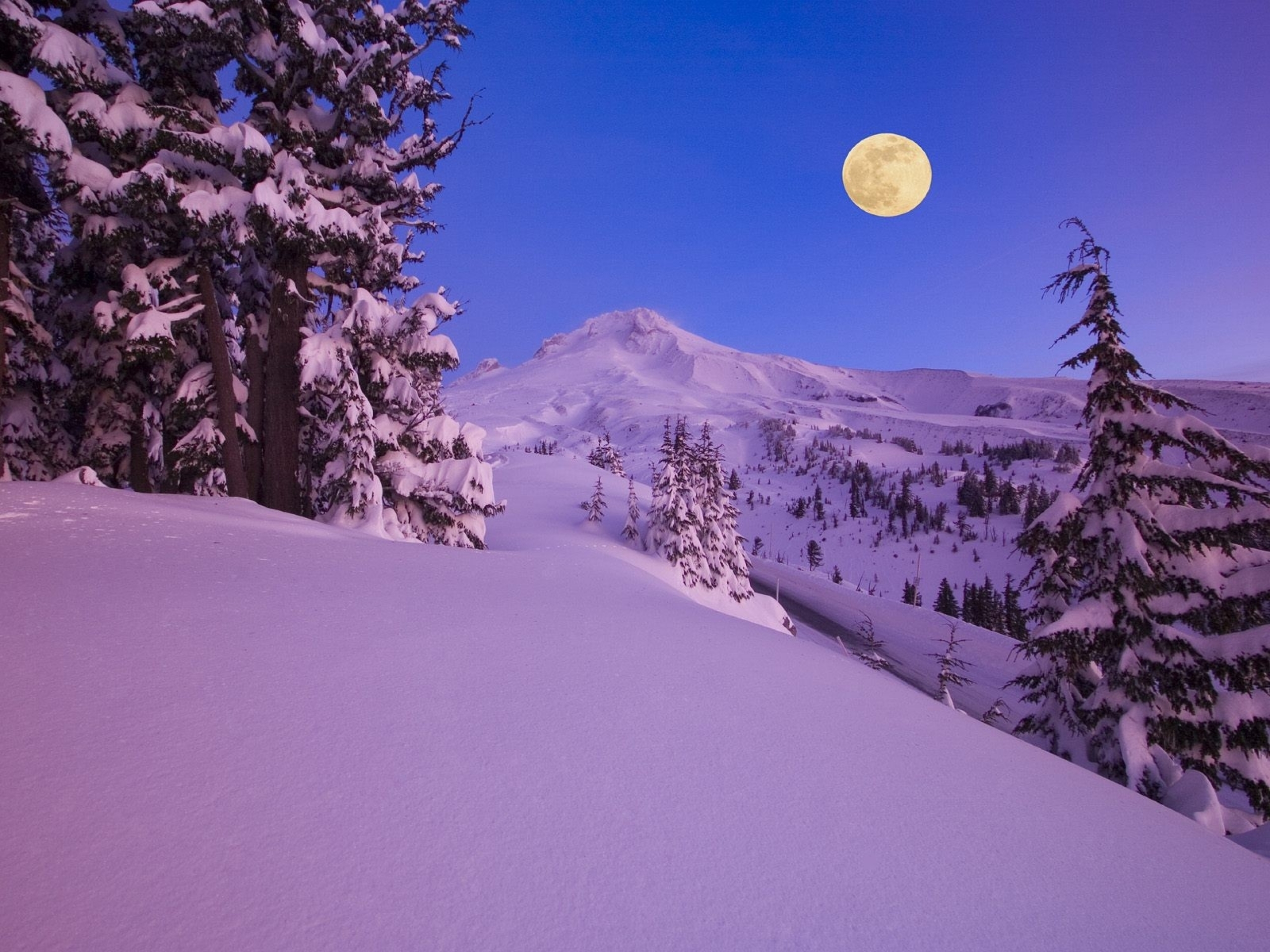 Purple Snow Trees & Full Moon wallpaper. Purple Snow Trees & Full Moon