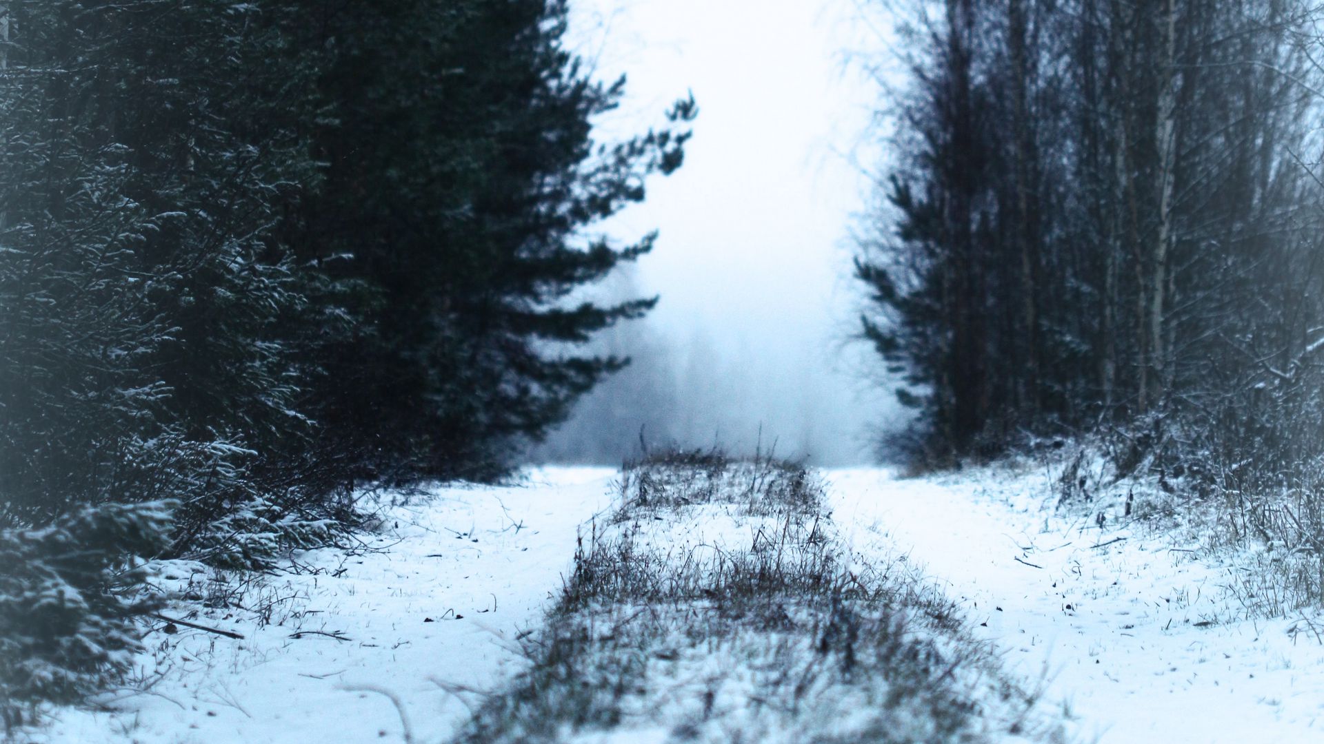 Download wallpaper 1920x1080 path, forest, snow, fog, winter full hd, hdtv, fhd, 1080p HD background