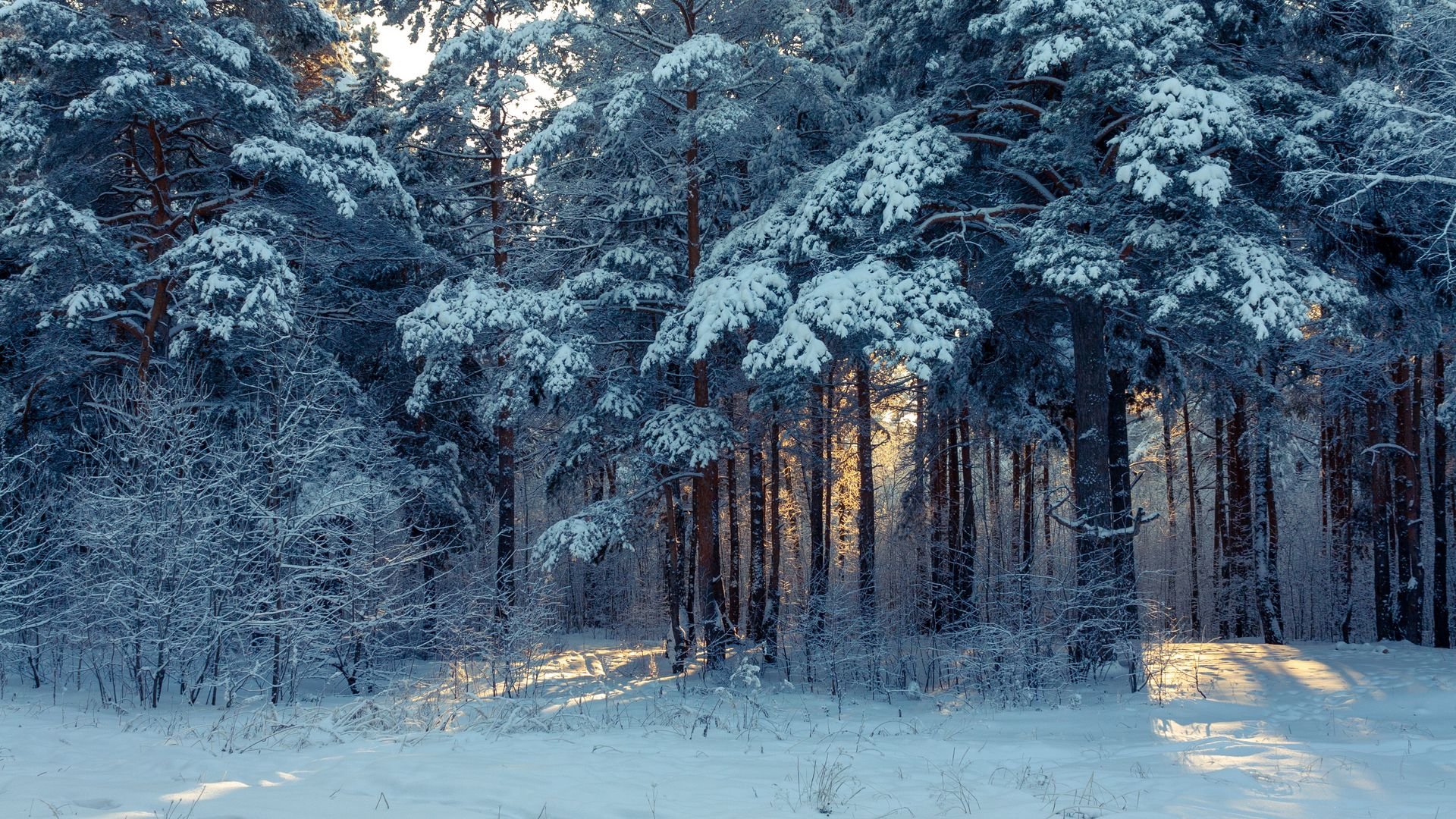 Download wallpaper 1920x1080 forest, winter, snow, trees, winter landscape full hd, hdtv, fhd, 1080p HD background