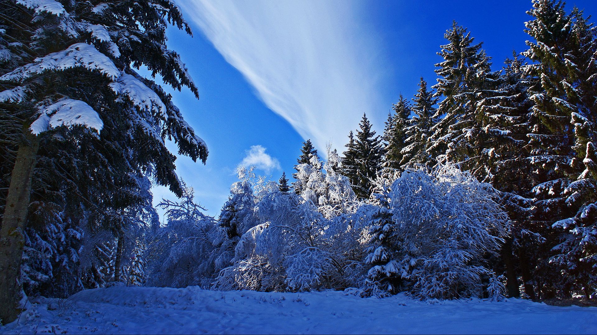 Download wallpaper 1920x1080 winter, forest, snow, sky full hd, hdtv, fhd, 1080p HD background
