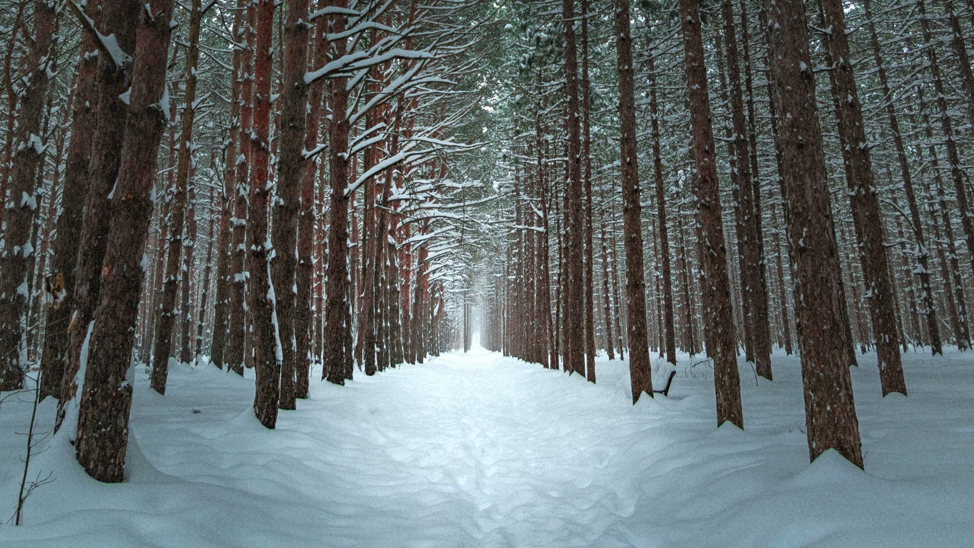 Wallpaper trail forest trees snow winter. Winter wallpaper hd, Winter wallpaper, Wallpaper