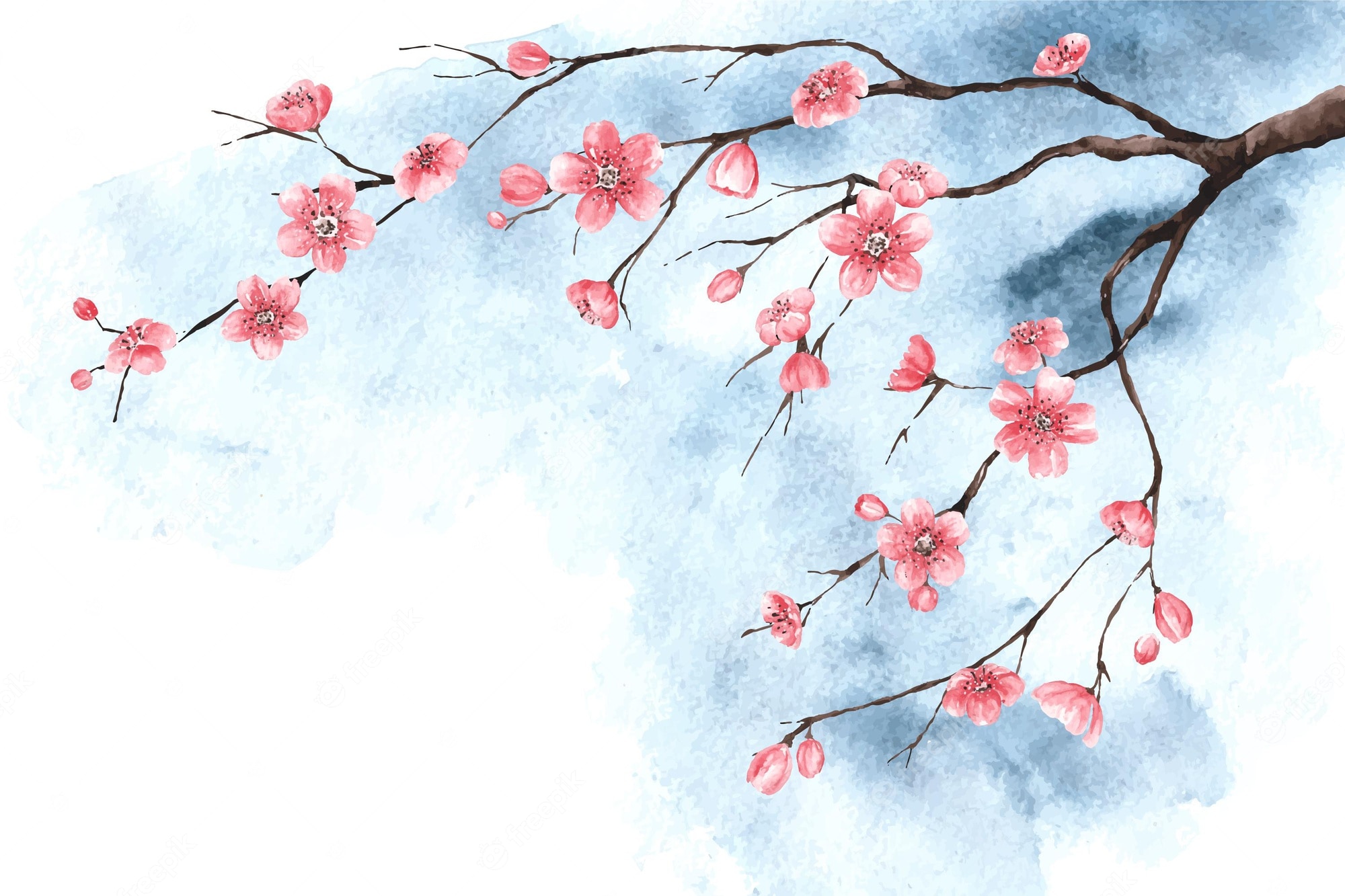 Free Vector. Watercolor cherry blossom wallpaper