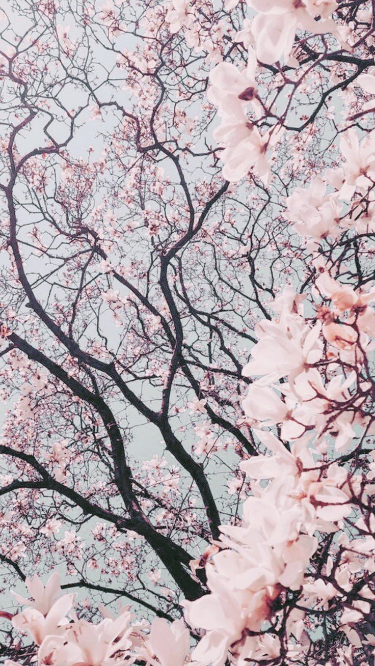 Aesthetic Pastel Pink Wallpaper HD