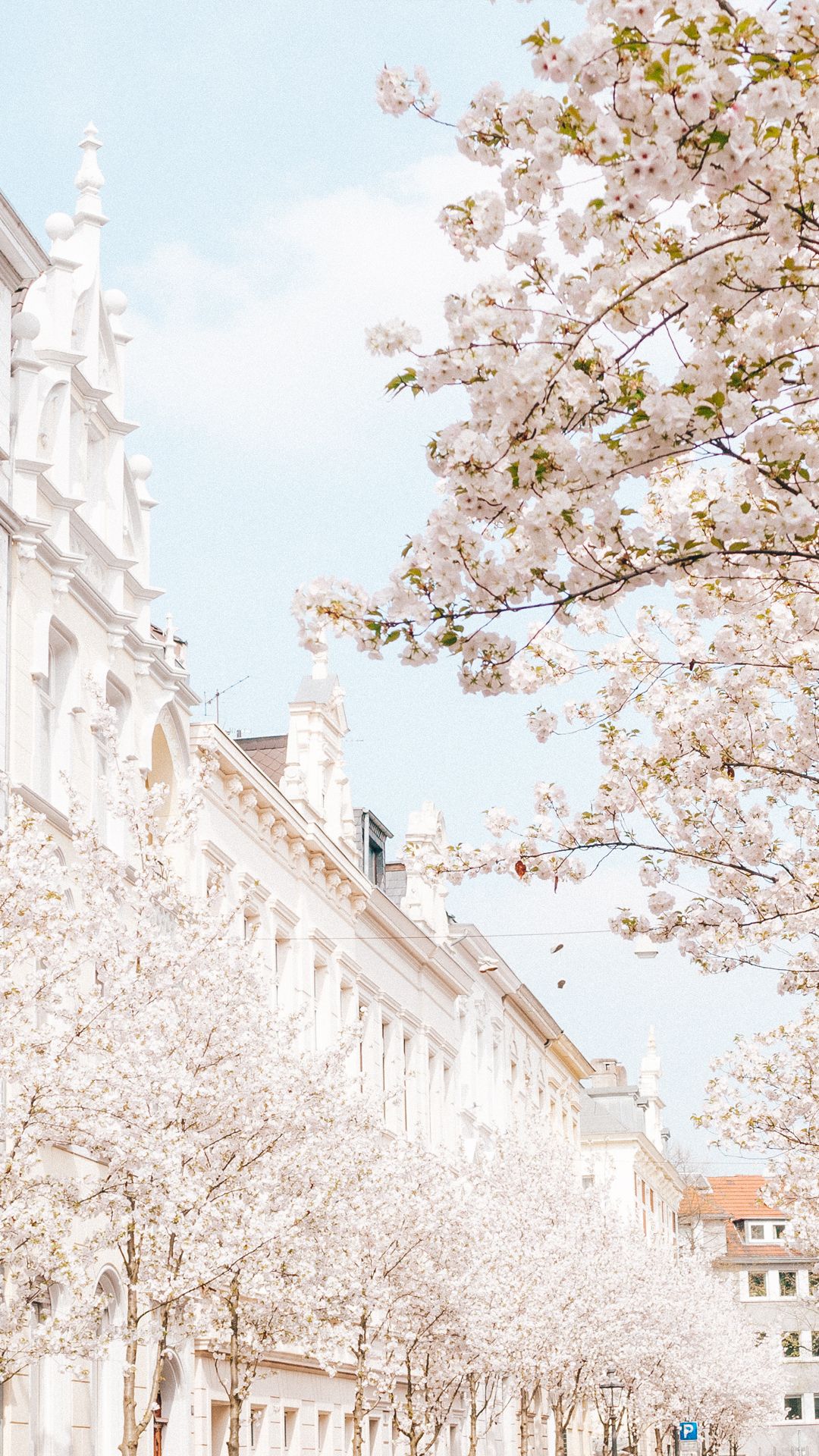 Blossom Wallpaper & IG Stories. Linda's Wholesome Life. Achtergronden, Wallpaper achtergronden, Tumblr achtergronden