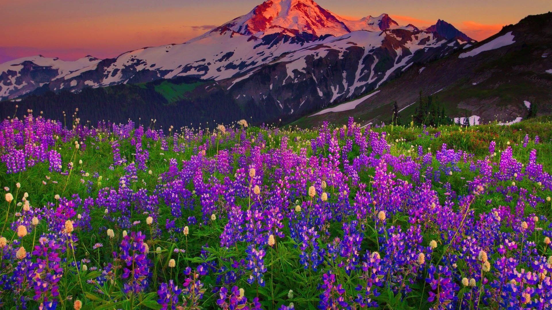 Spring Flowers in the Mountains Wallpaper Background Image. View, download, comment, an. Spring flowers wallpaper, Mountain wallpaper, Background image