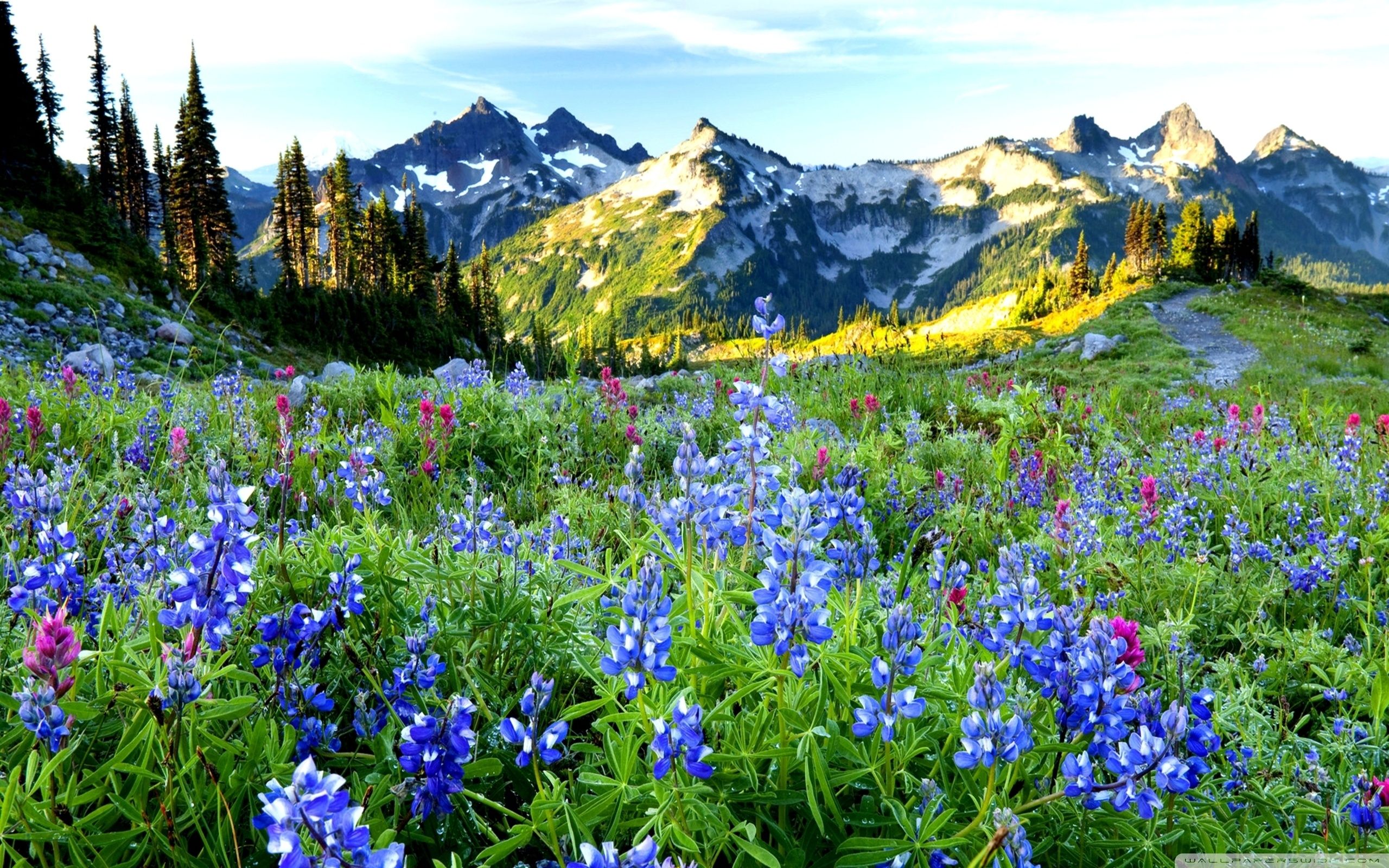Mountain Flowers. Spring landscape, Beautiful nature spring, Nature image
