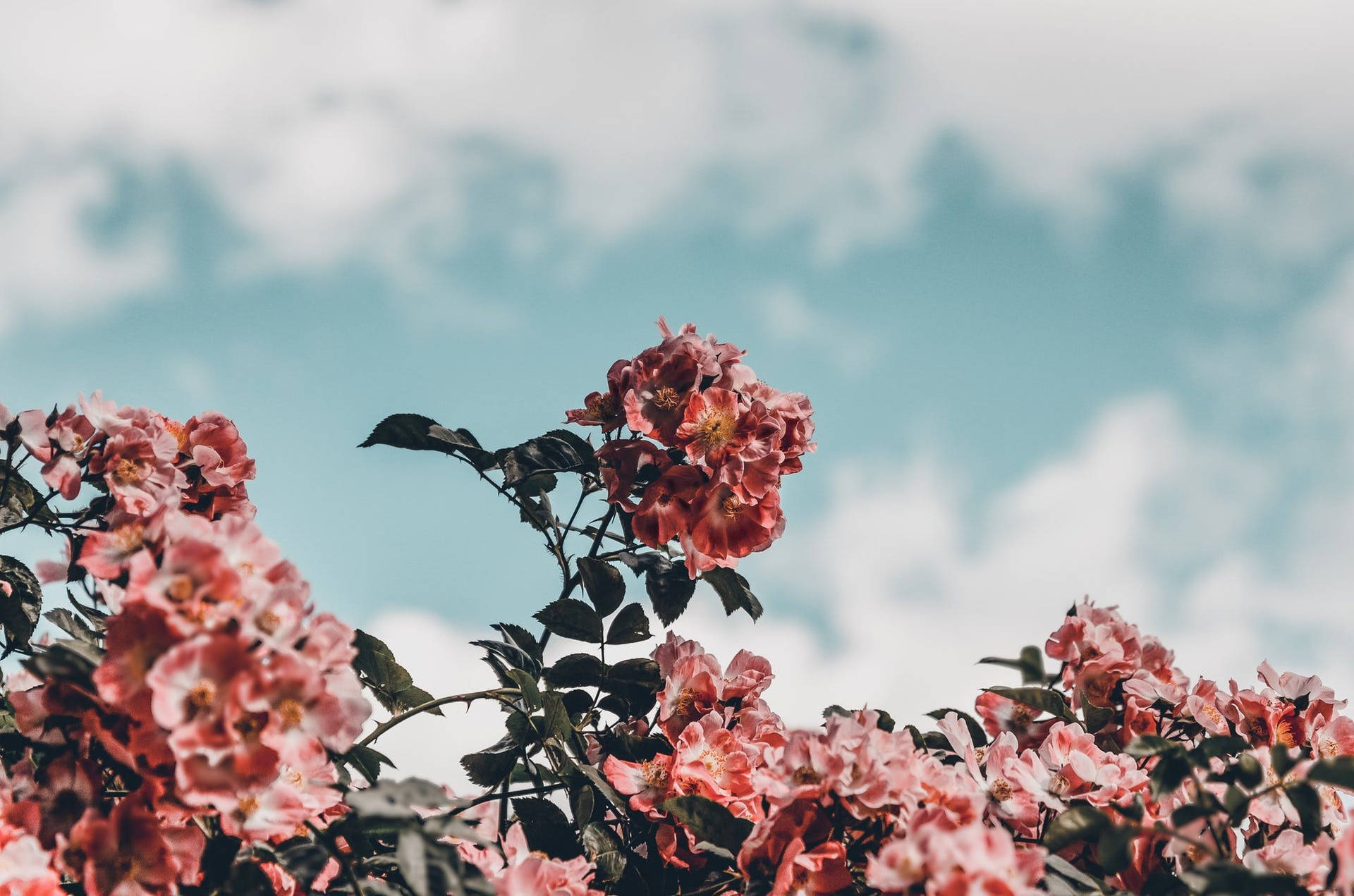 Download Spring Aesthetic Cloudy Day Wallpaper