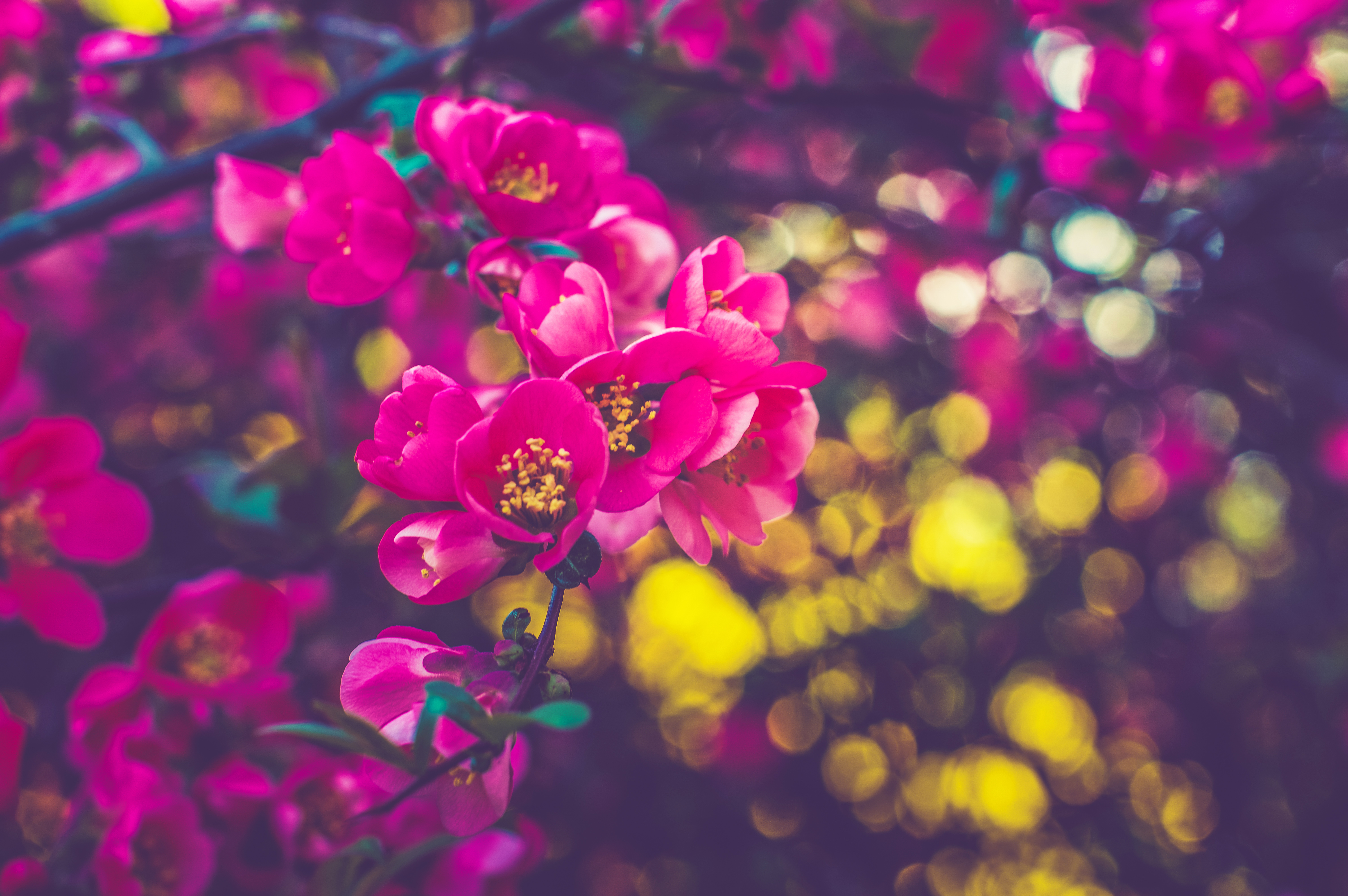 Wallpaper 4k Spring Flowers 4k Wallpaper