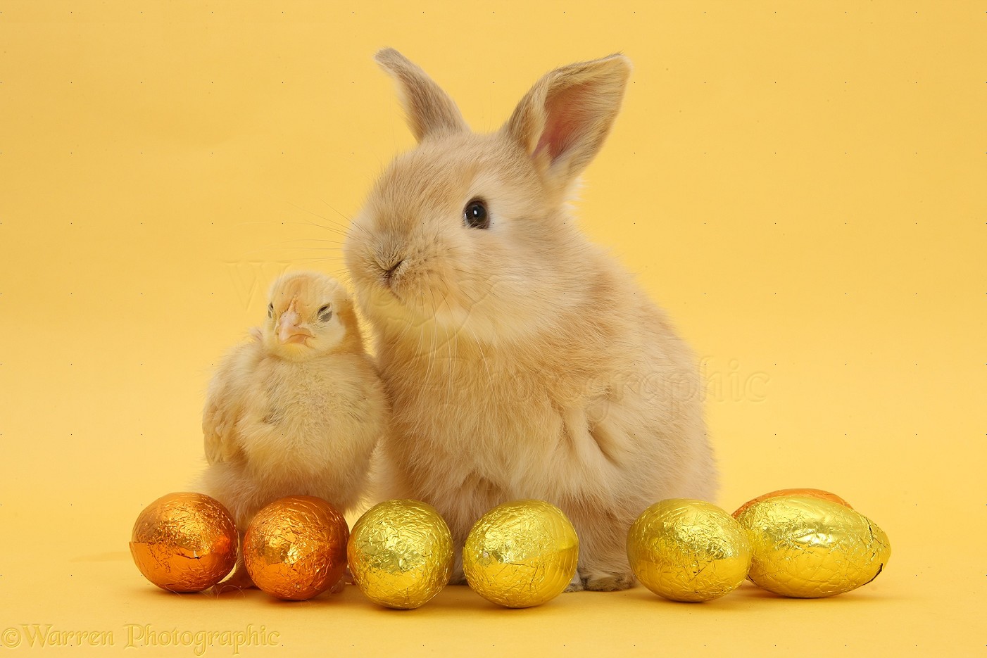 Sandy rabbit and yellow bantam chick with Easter eggs photo WP33857