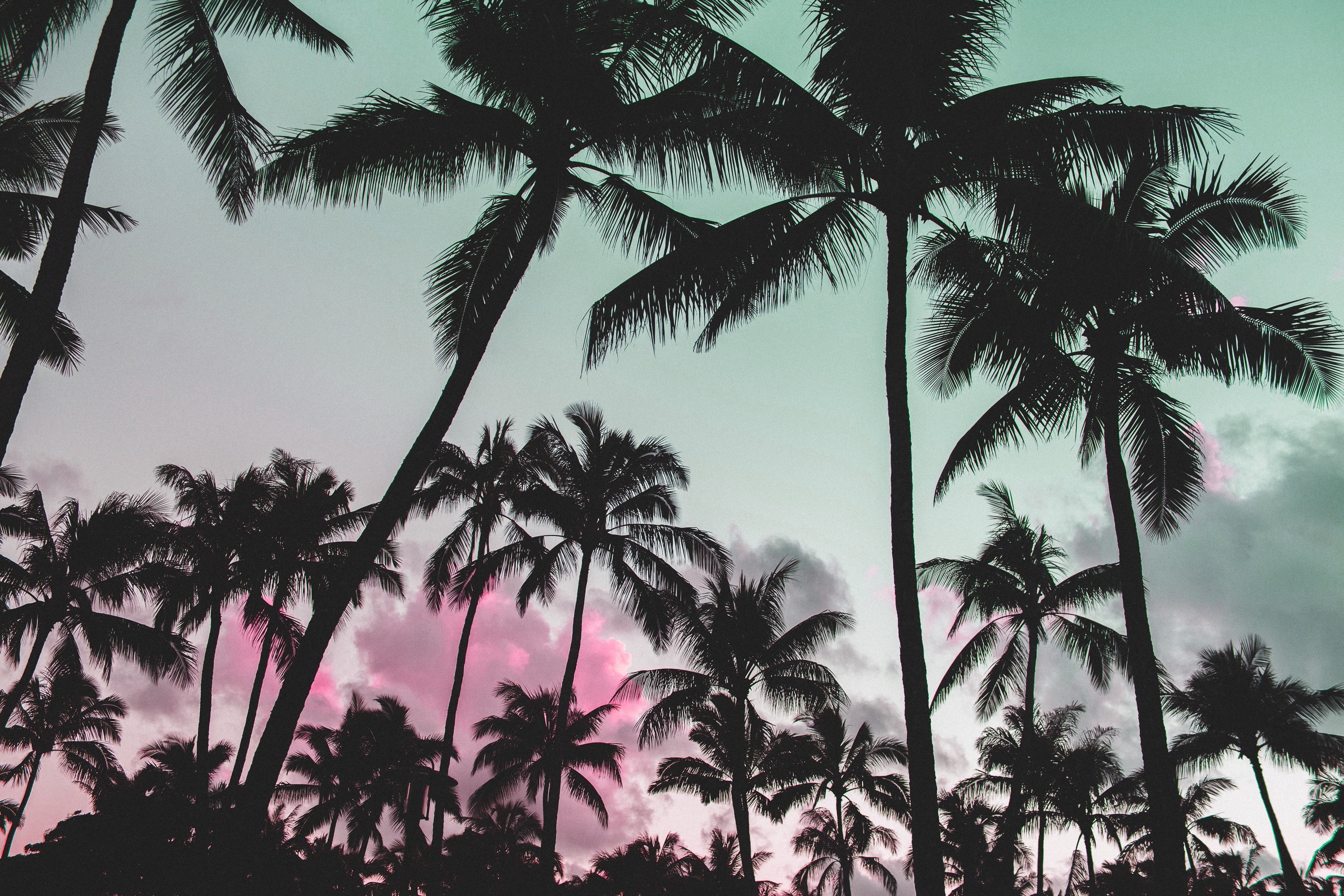 vaporwave, glitch art, silhouette, palm trees, pink, nature Gallery HD Wallpaper