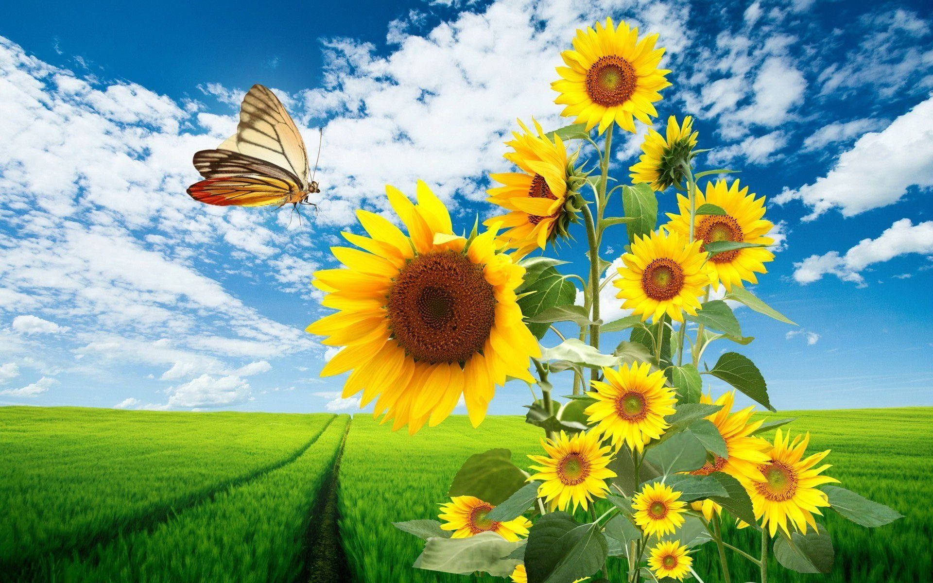 Free Sunflower Field Wallpaper Downloads, Sunflower Field Wallpaper for FREE