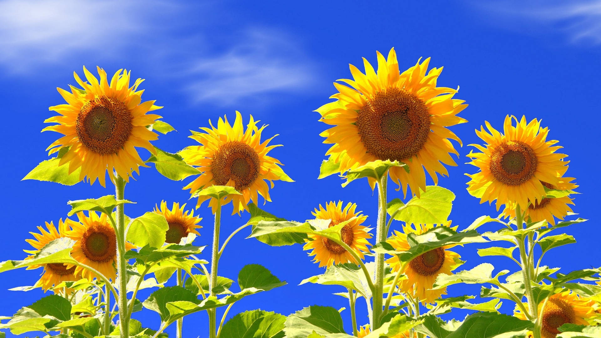 Free Sunflower Field Wallpaper Downloads, Sunflower Field Wallpaper for FREE