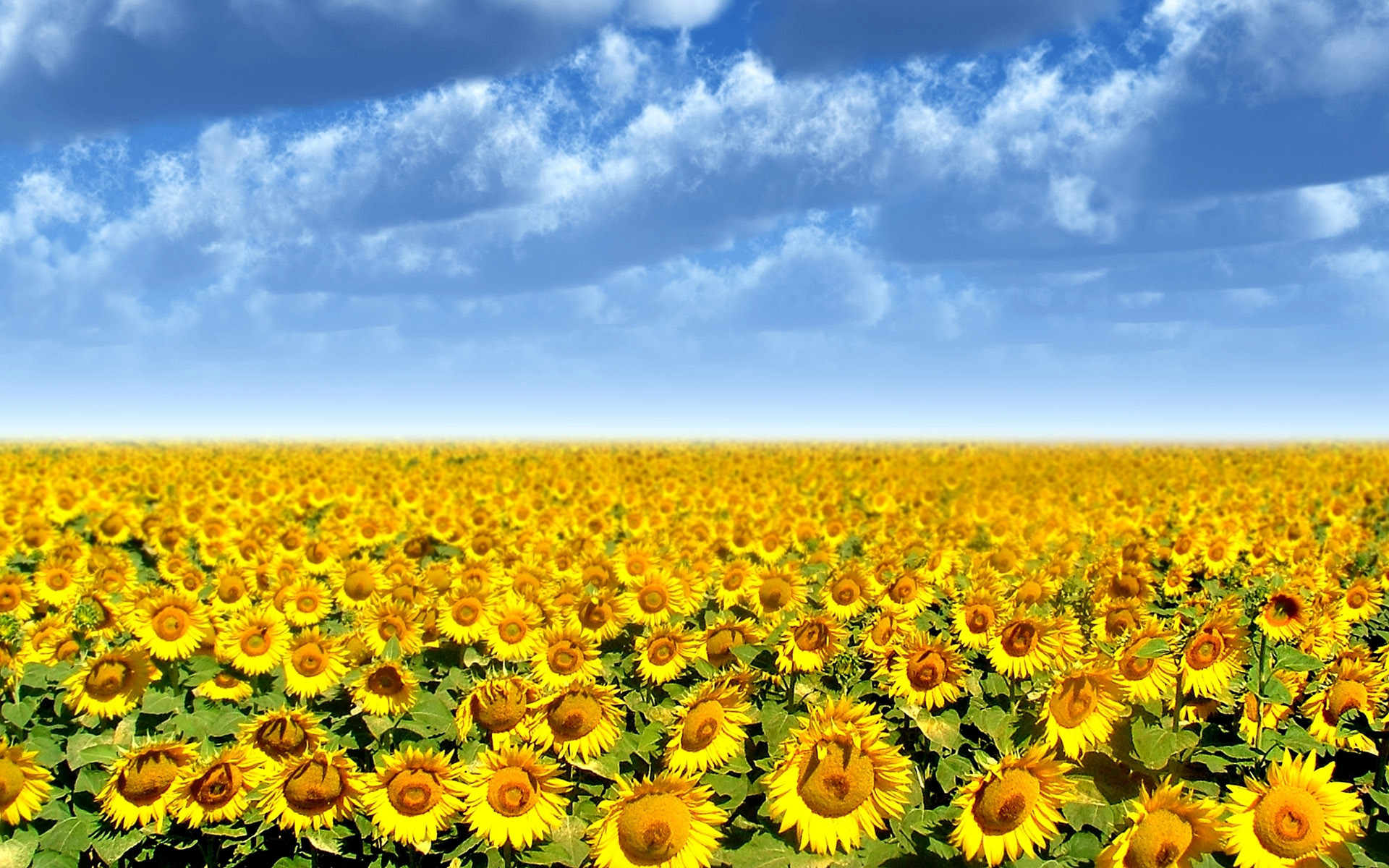 Field Of Sunflowers Wallpaper