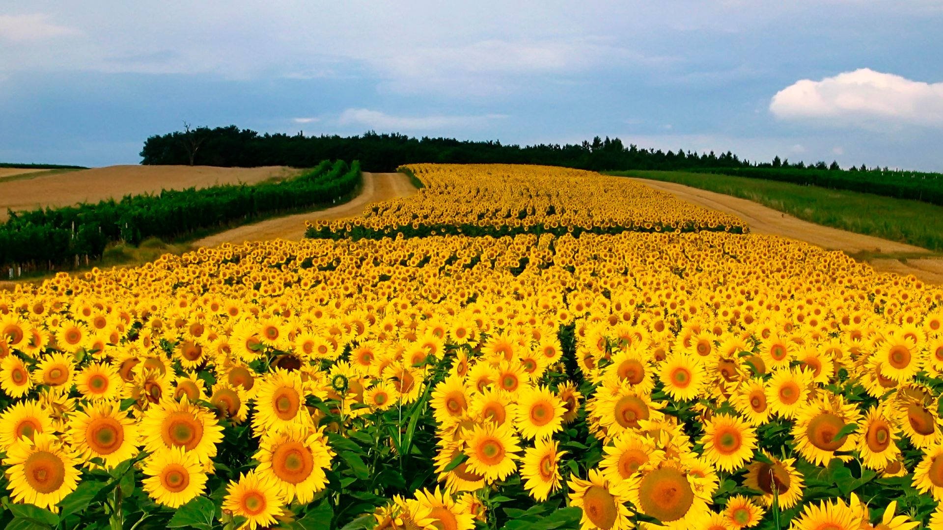 Suncokreti-sunflowers - Page 23 Wp12123951