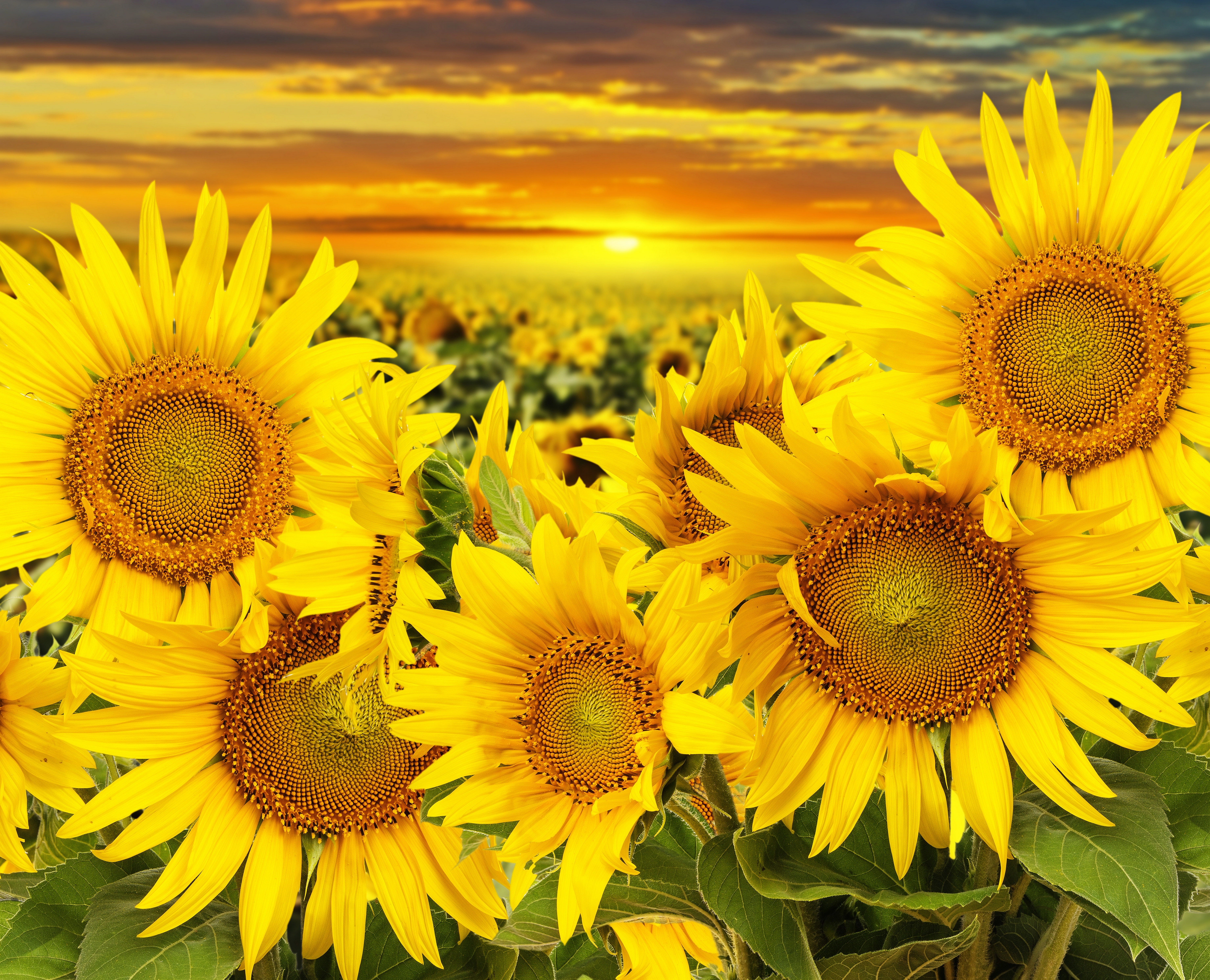 Sunflower 4k Ultra HD Wallpaper