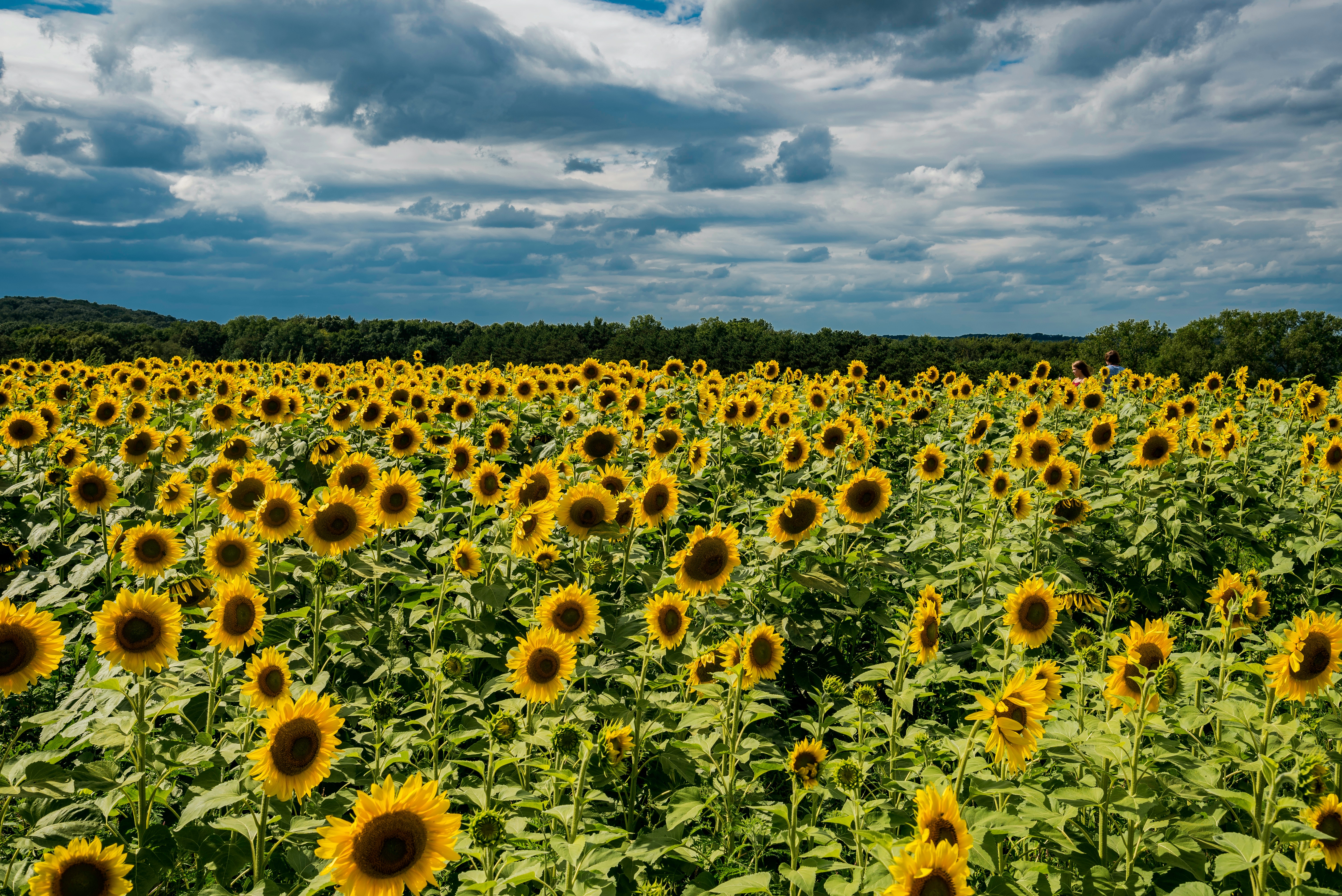 Sunflower Field · Free