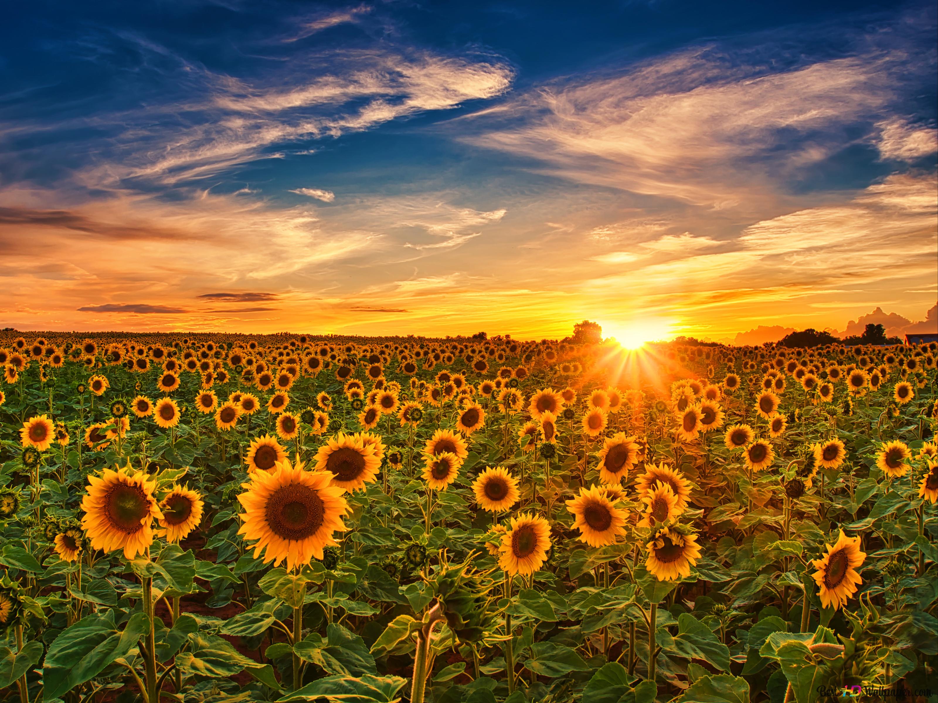 Beautiful Sunflower Field Ultra HD Wallpapers - Wallpaper Cave