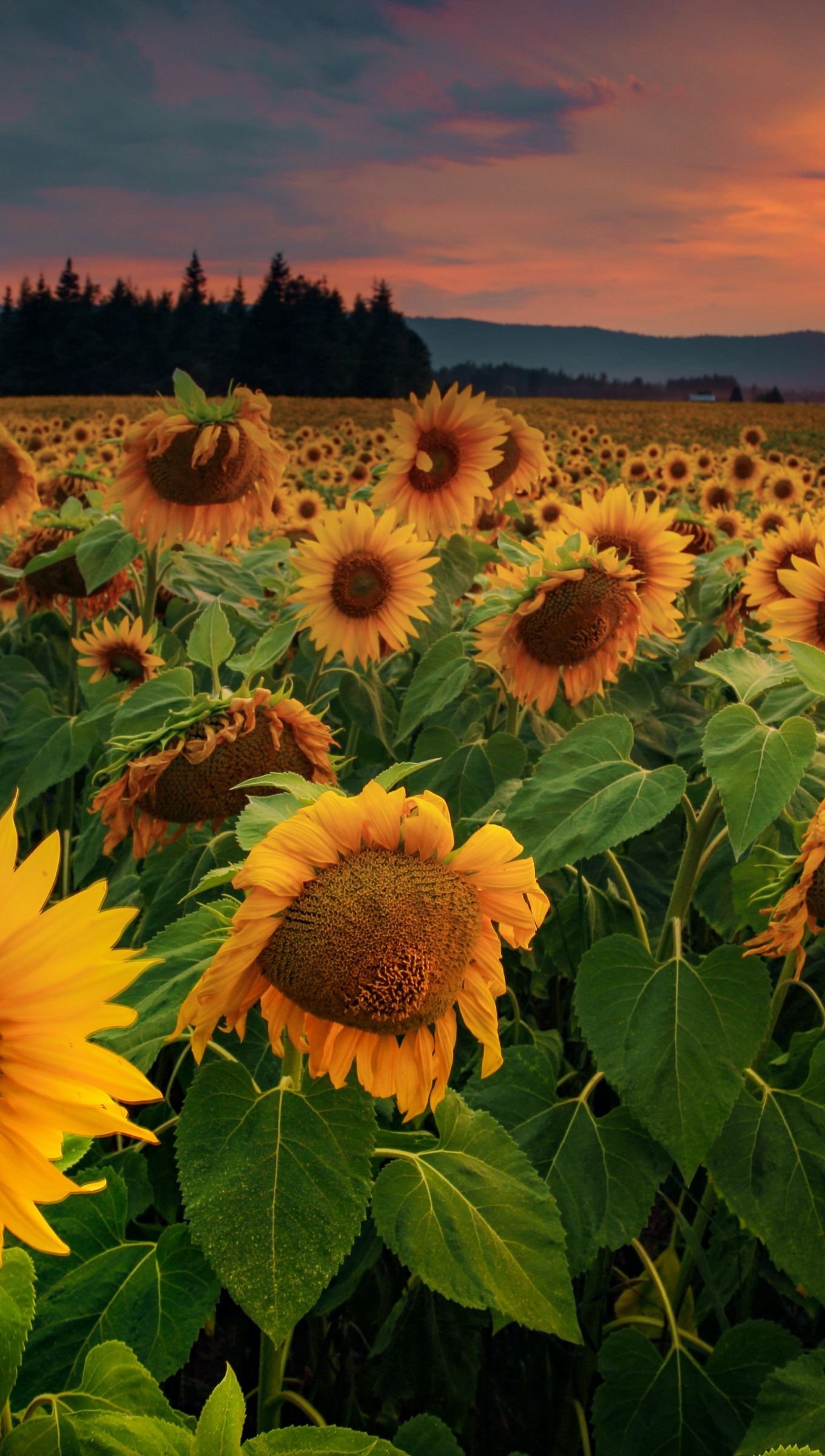 Sunflower Field at sunset Wallpaper 4k Ultra HD