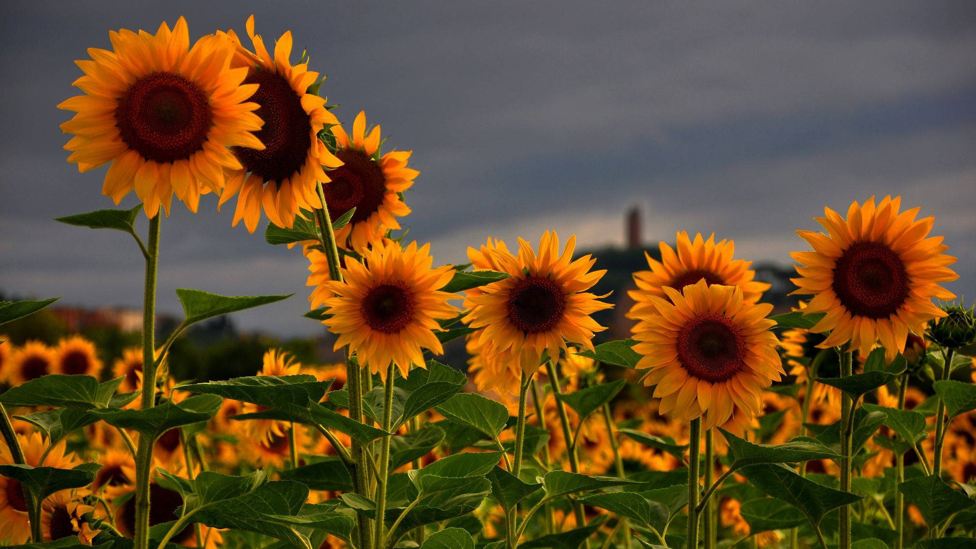 Free Sunflower Field Wallpaper Downloads, Sunflower Field Wallpaper for FREE