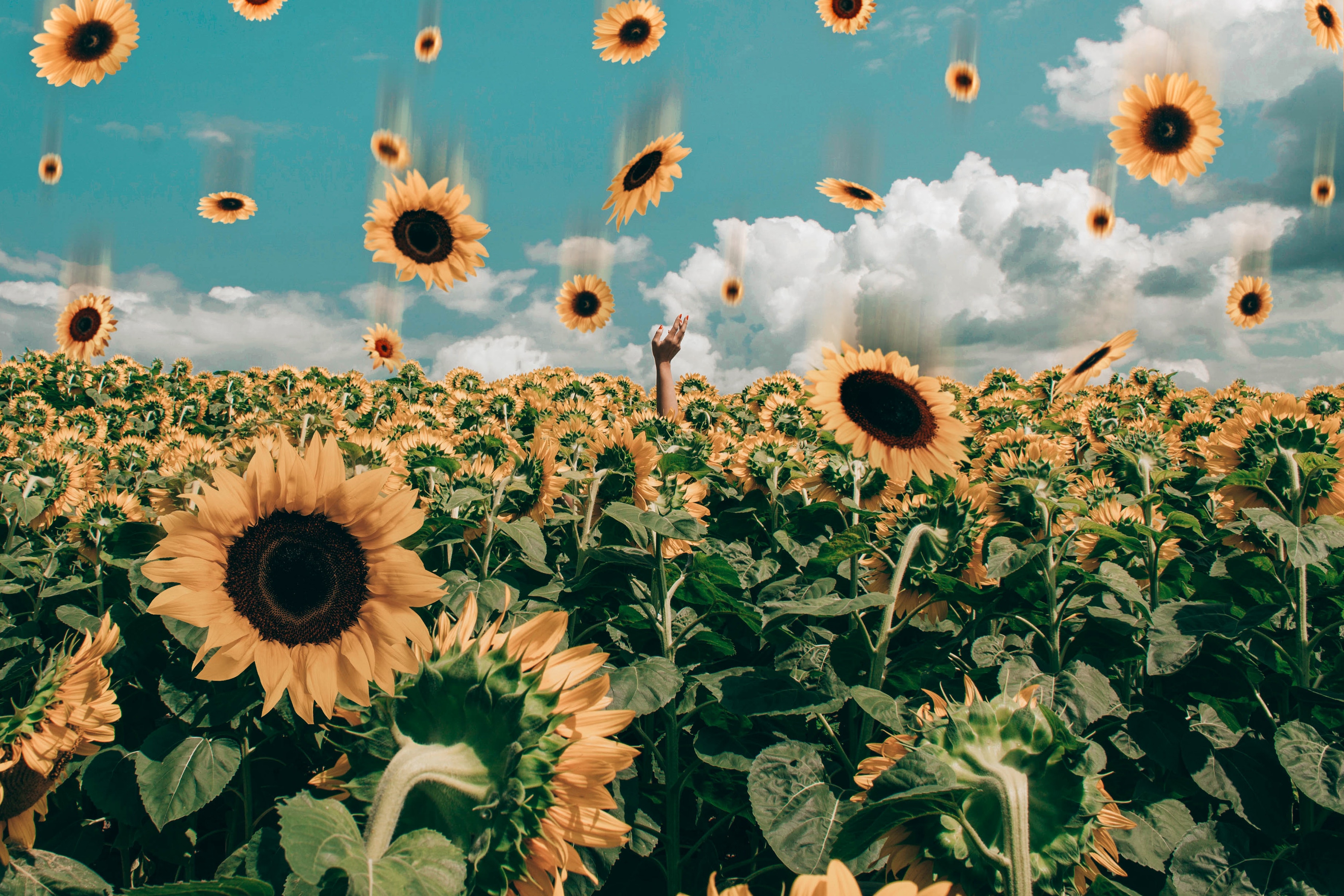 Sunflower Field Under Blue Sky · Free