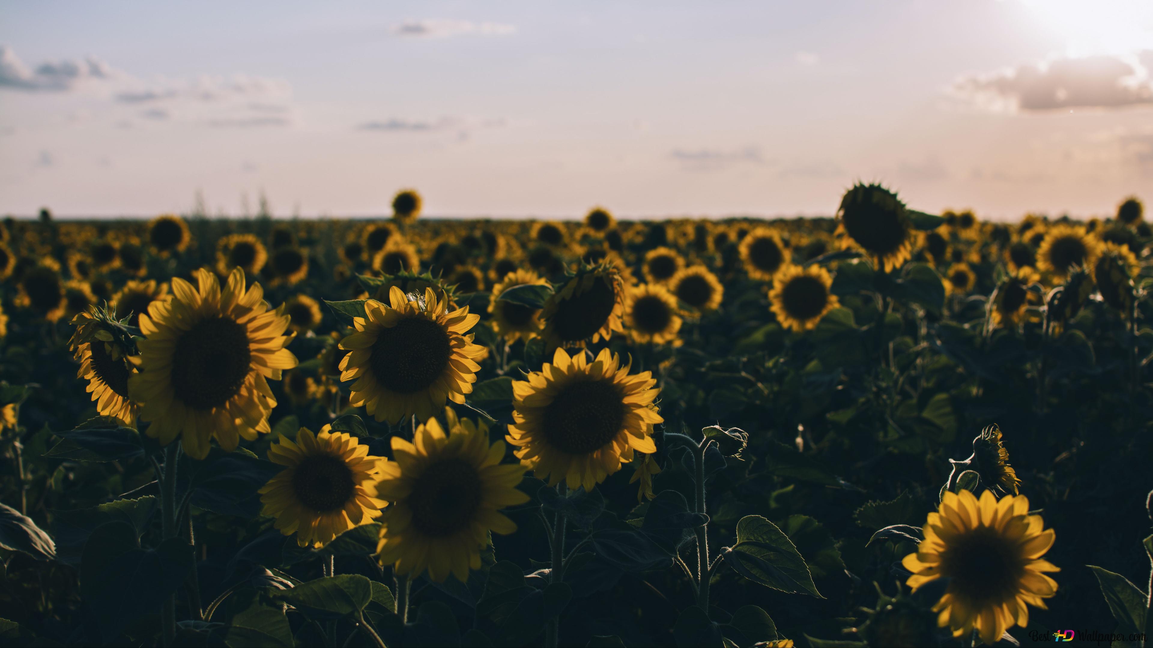 Beautiful Sunflower Field Ultra HD Wallpapers - Wallpaper Cave