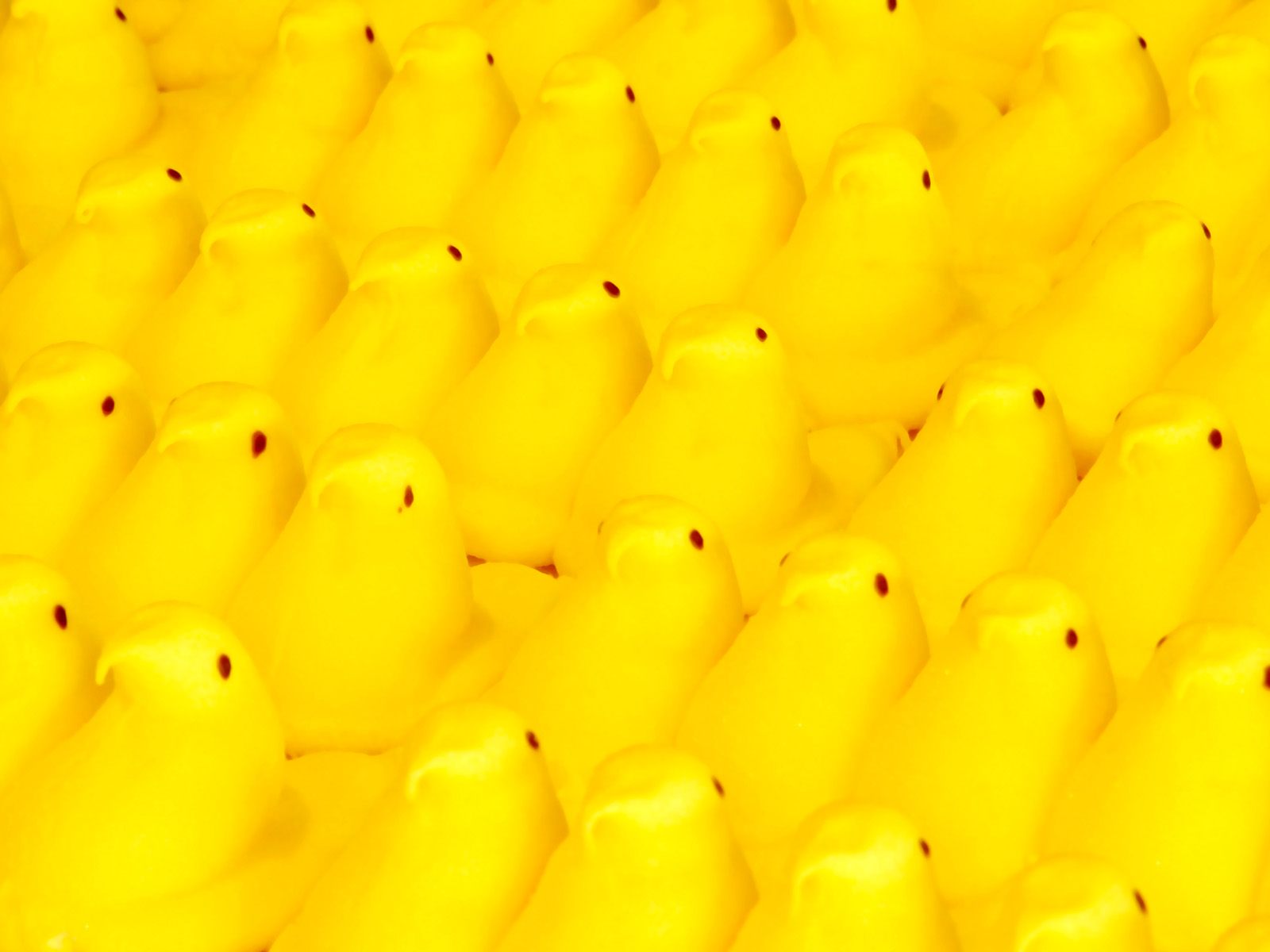 Free download peep parade jpg computer wallpaper gallery [1600x1200] for your Desktop, Mobile & Tablet. Explore Peeps Wallpaper for Computer. Background For Computer, Background For Computer, Computer Background For Mac