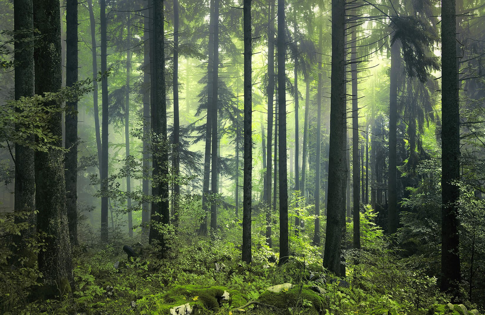 Mysterious Spring Forest Wallpaper Mural