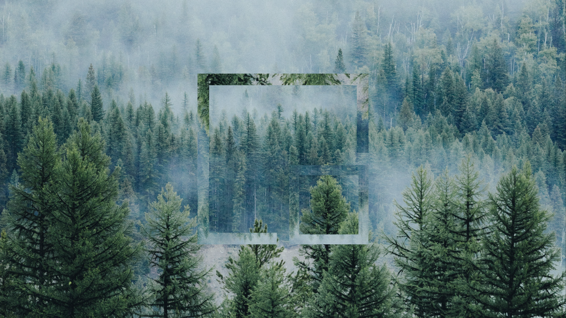 Polyscape Wallpaper [19201080]. Pine trees forest, Tree forest, Pine forest