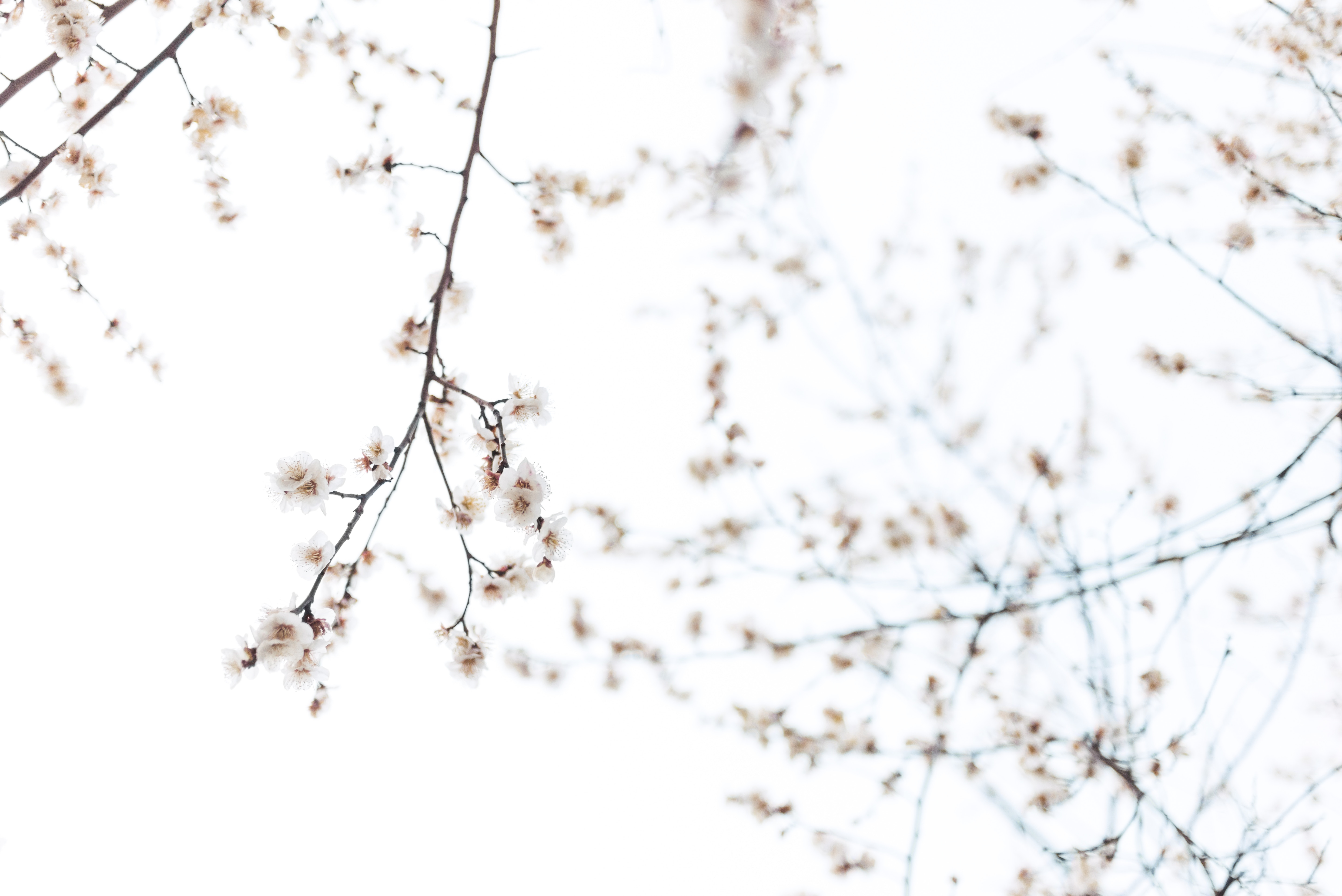 5769x3851 floral, japaneseplum, pink, white, flower, spring, tree, zen, plant, wallpaper, plum, minimal, PNG image Gallery HD Wallpaper