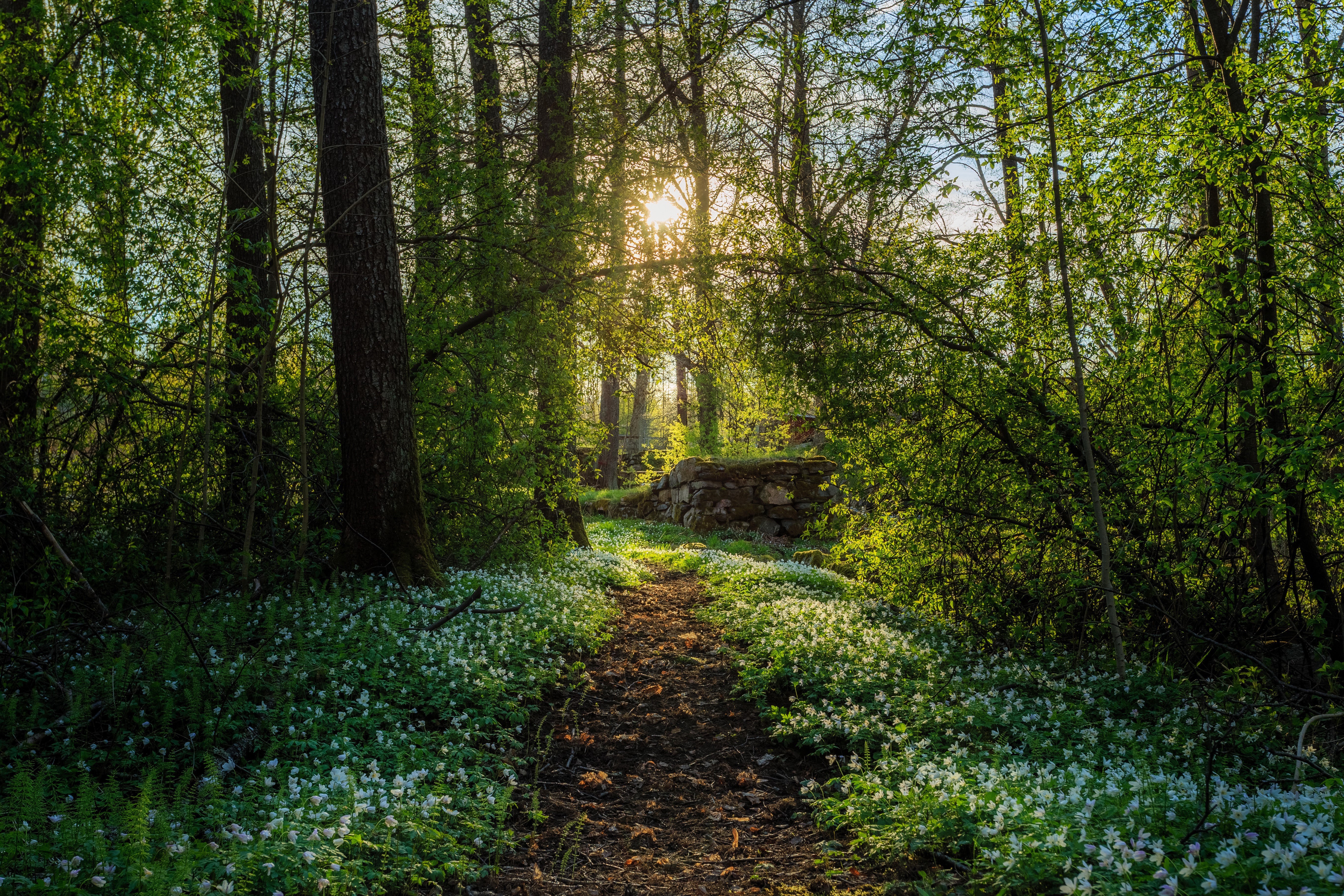 4K, 5K, Spring, Forests, Snowdrops, Trees, Trail Gallery HD Wallpaper
