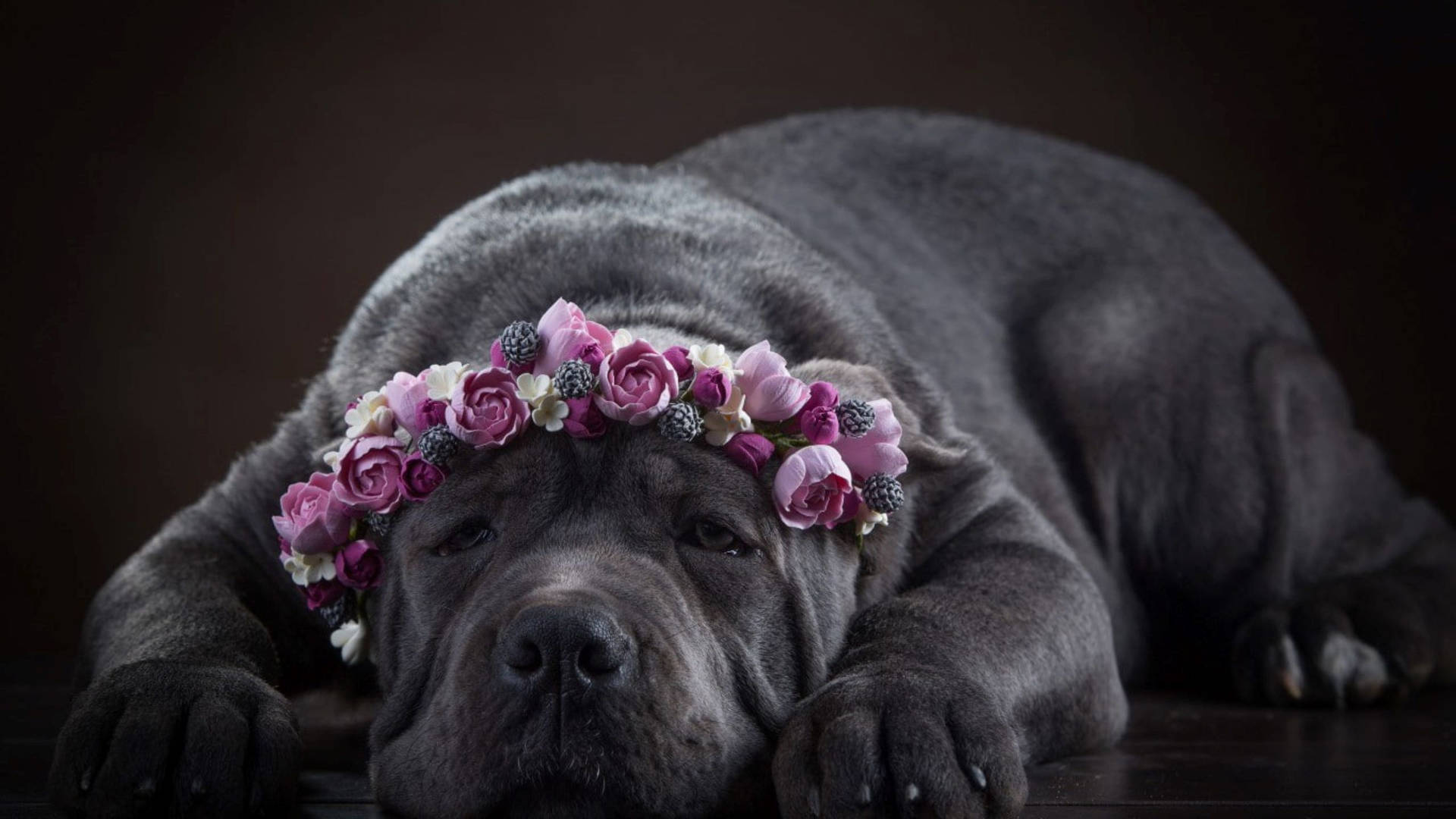 Download Cane Corso Purple Flower Crown Wallpaper