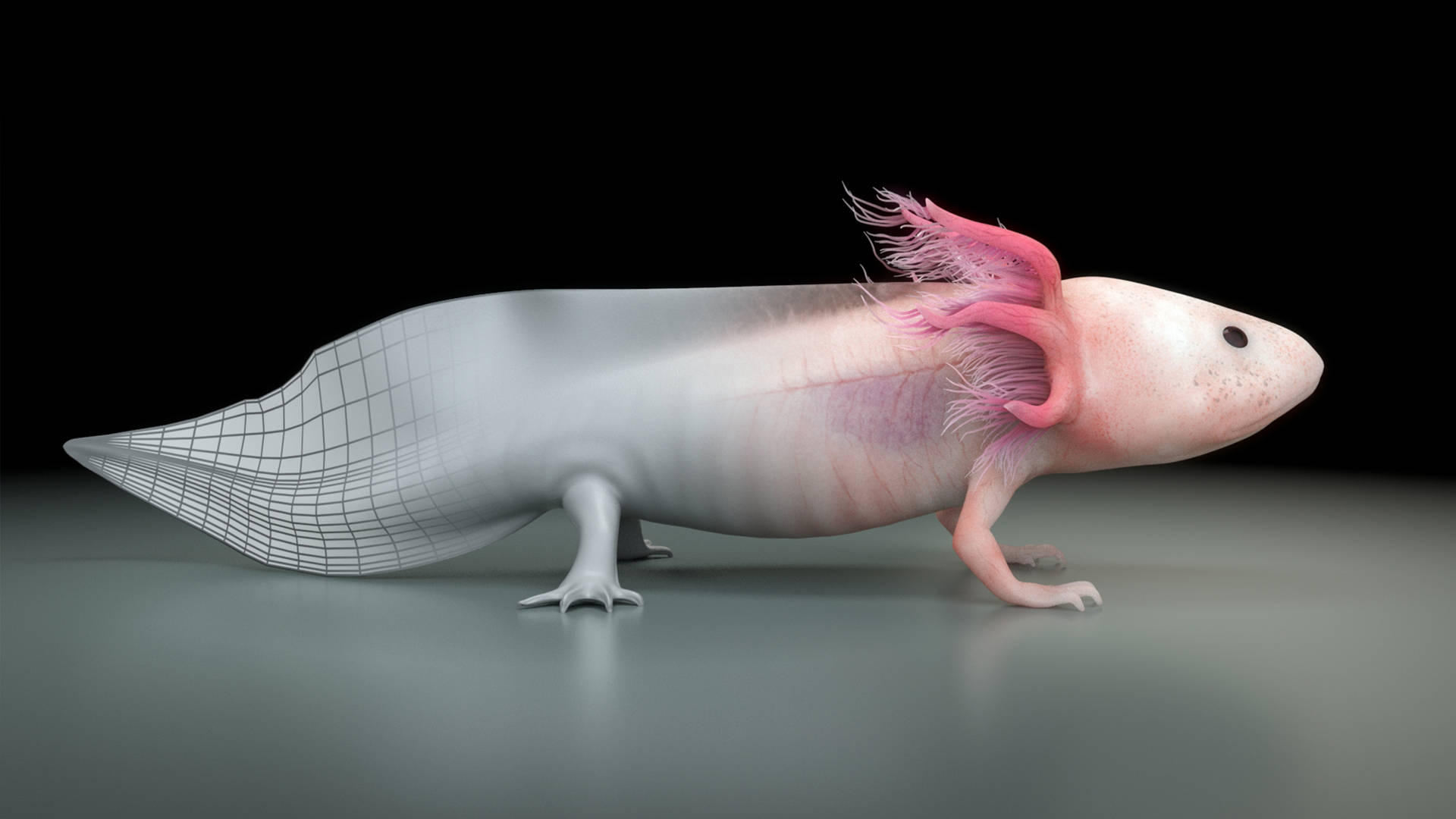 Download Axolotl 3D Rendering Wallpaper
