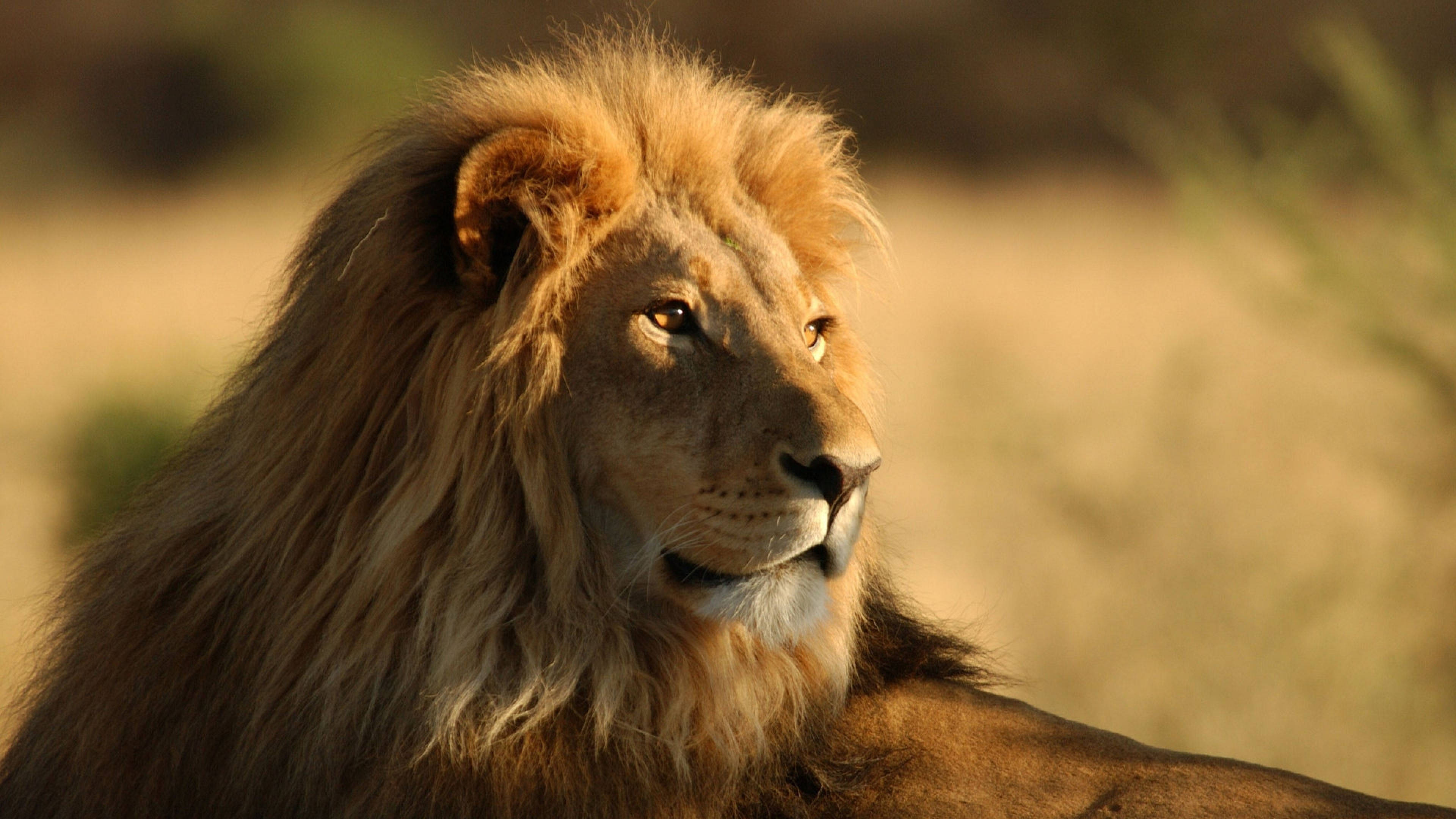 Download Lion Wallpaper