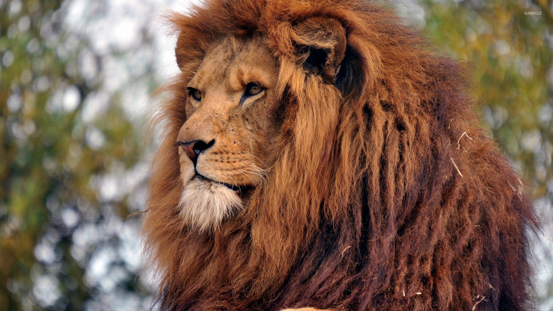 Majestic lion gazing wallpaper