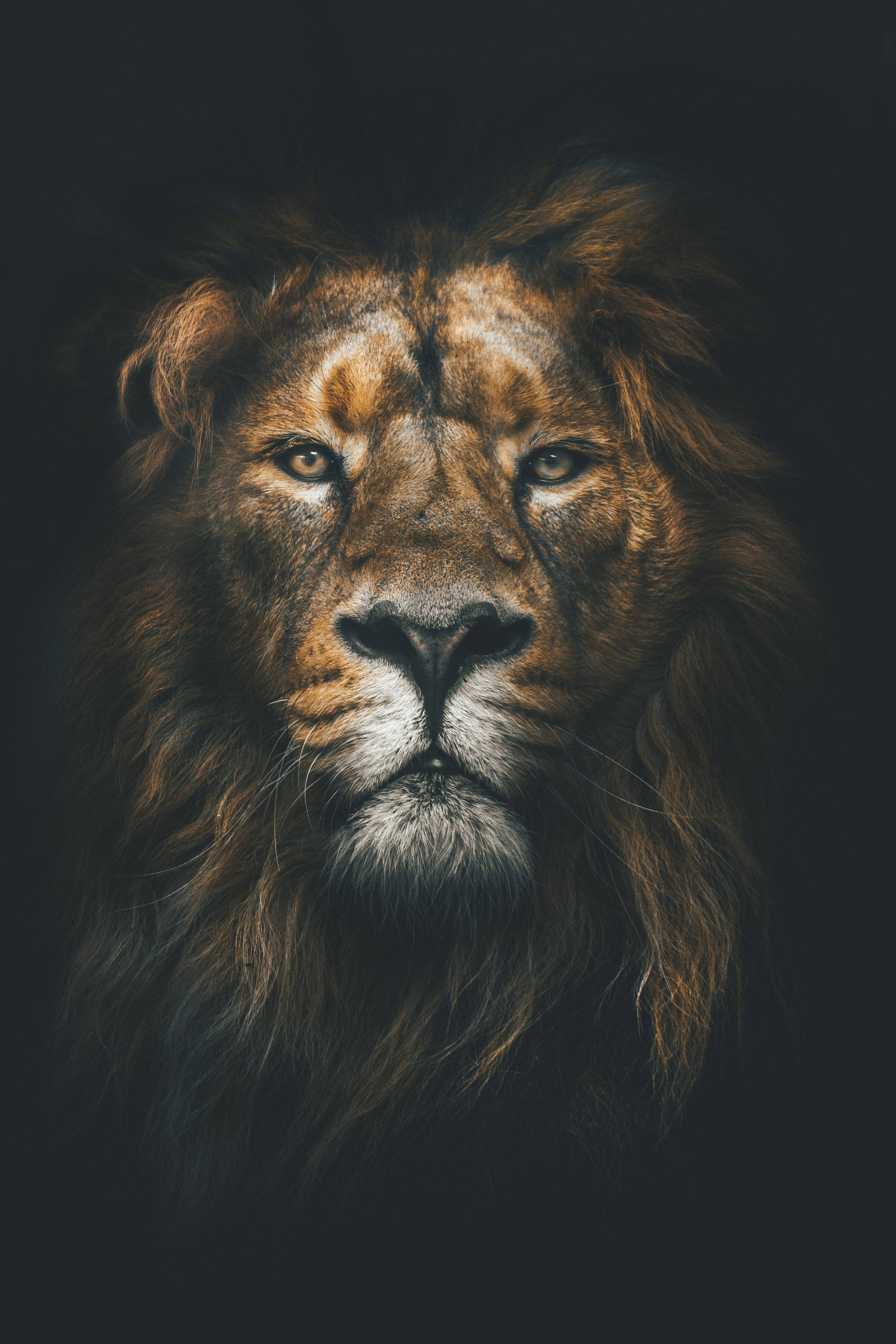 Download Majestic Lion Africa iPhone Wallpaper