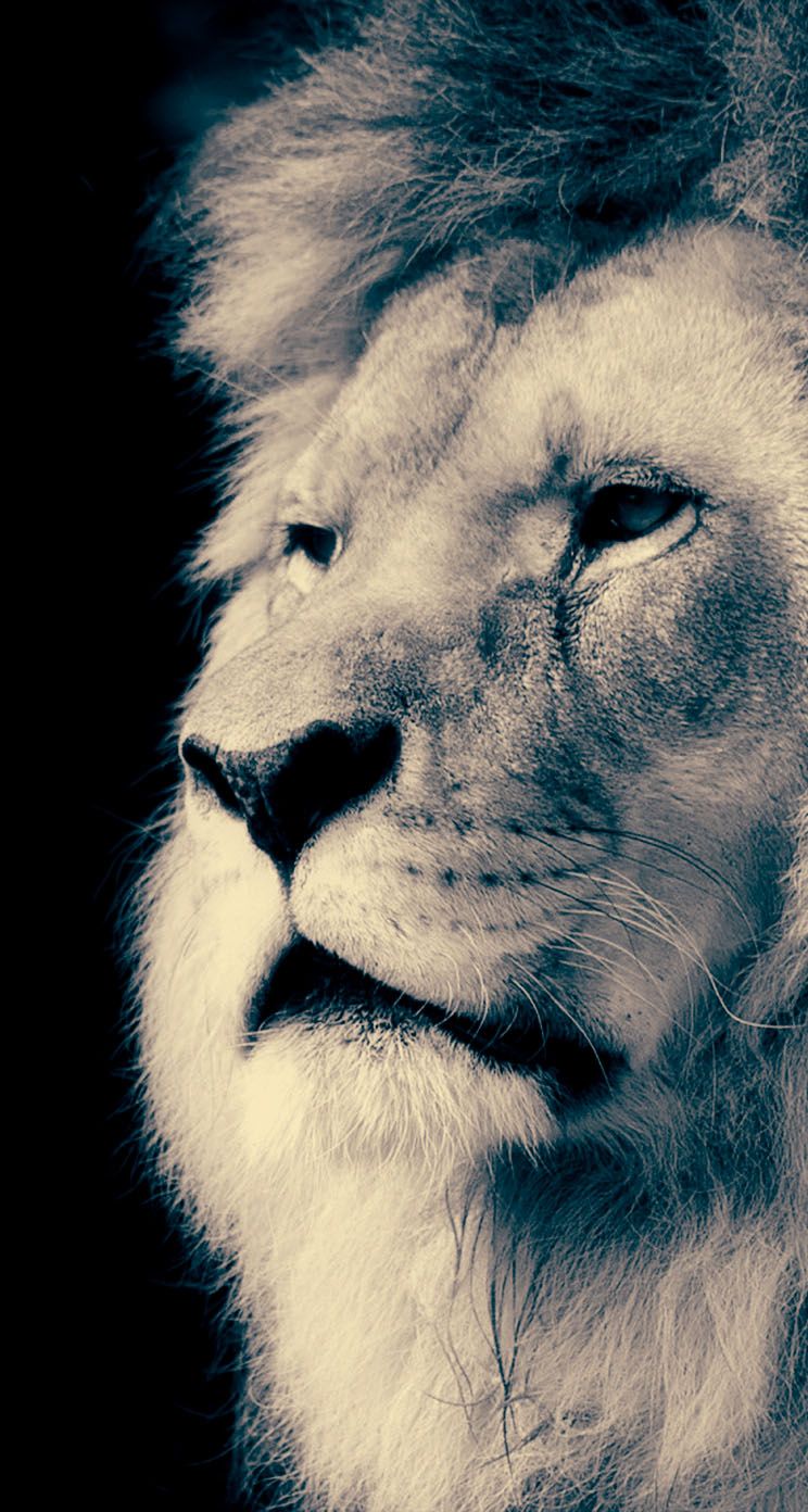 Majestic Lion IPhone Wallpaper. Animals, Eyes wallpaper, Android wallpaper