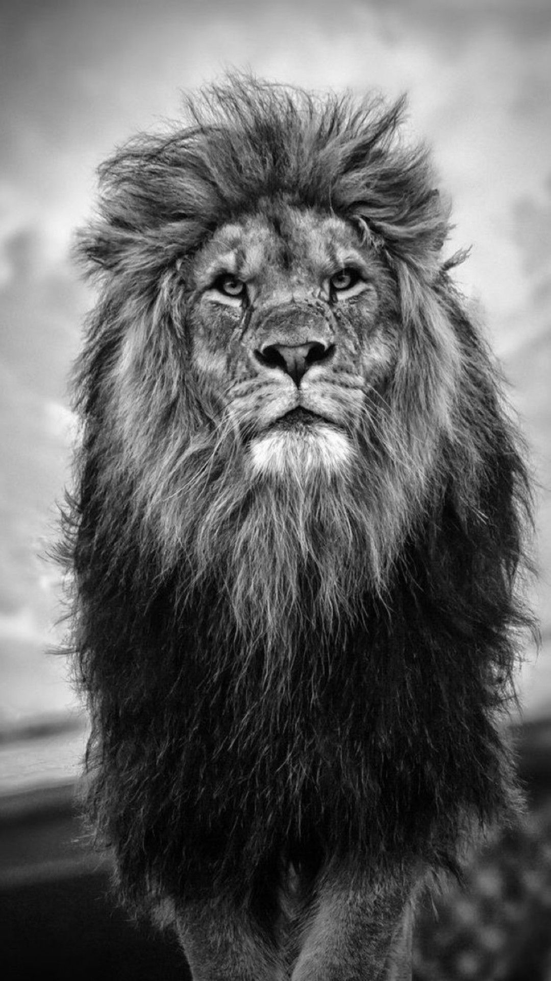 wallpaper. Lion wallpaper, Black and white lion, Lion photography