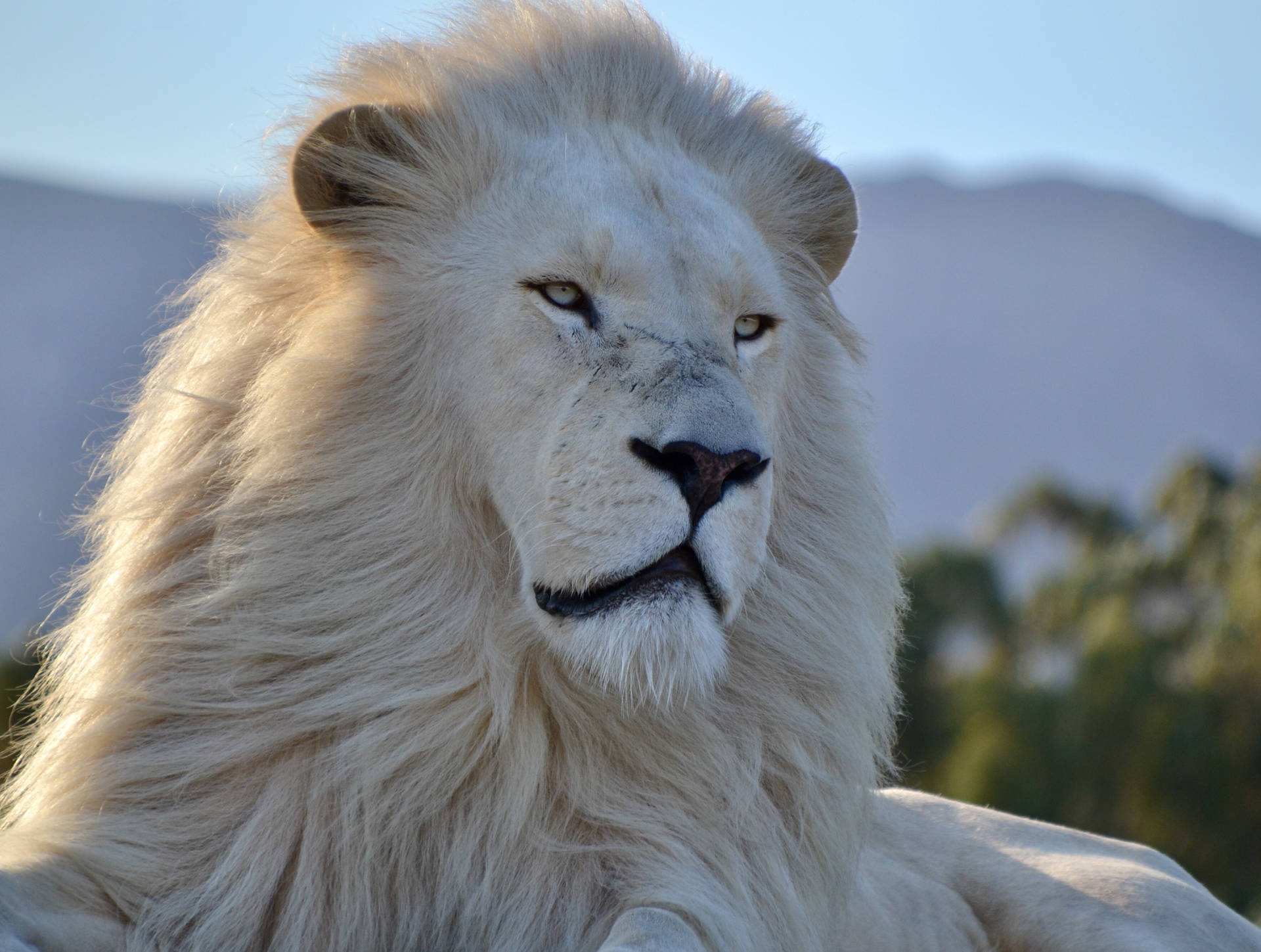 Download Majestic White Lion Wallpaper