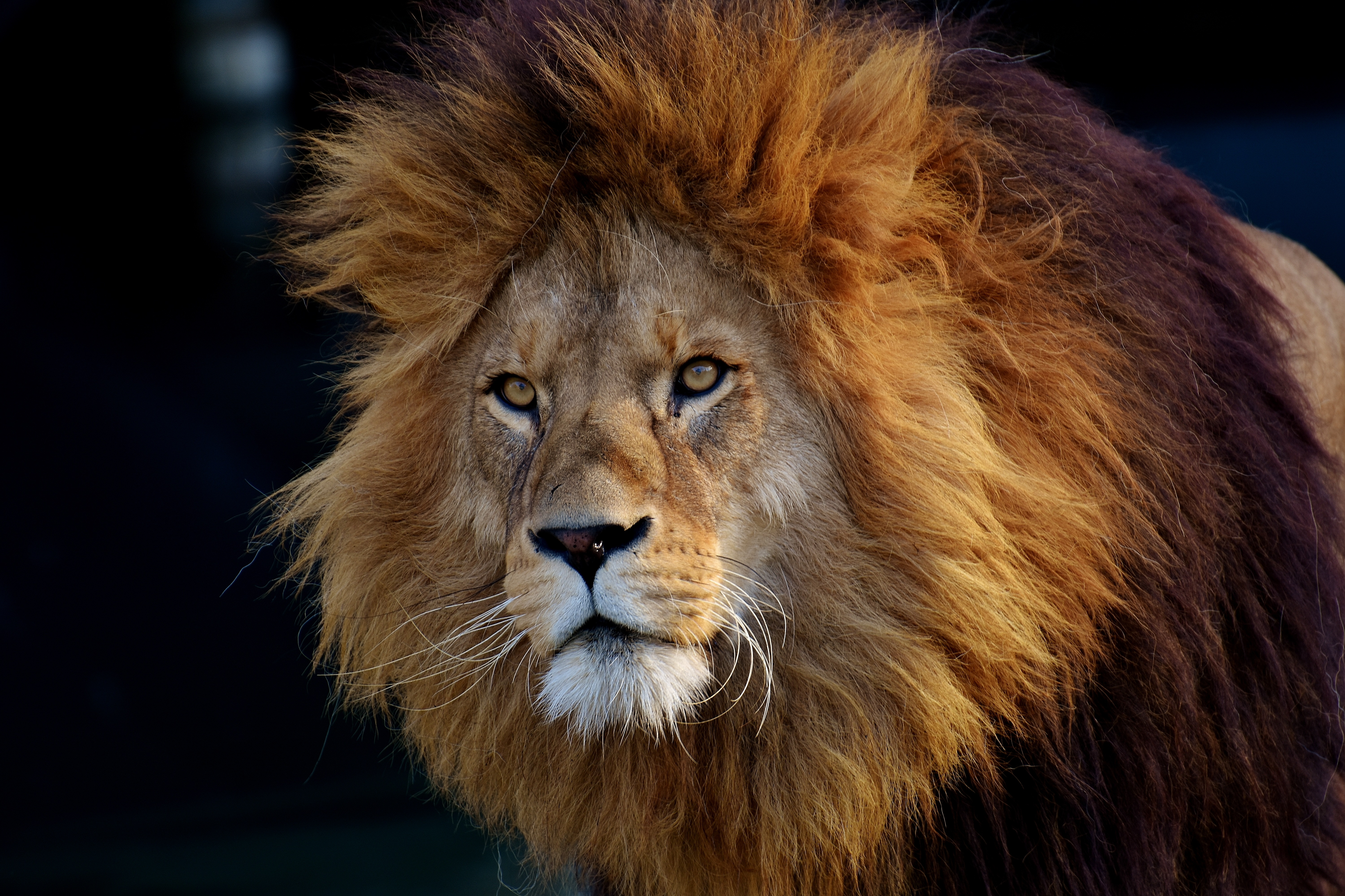 Majestic Male Lion