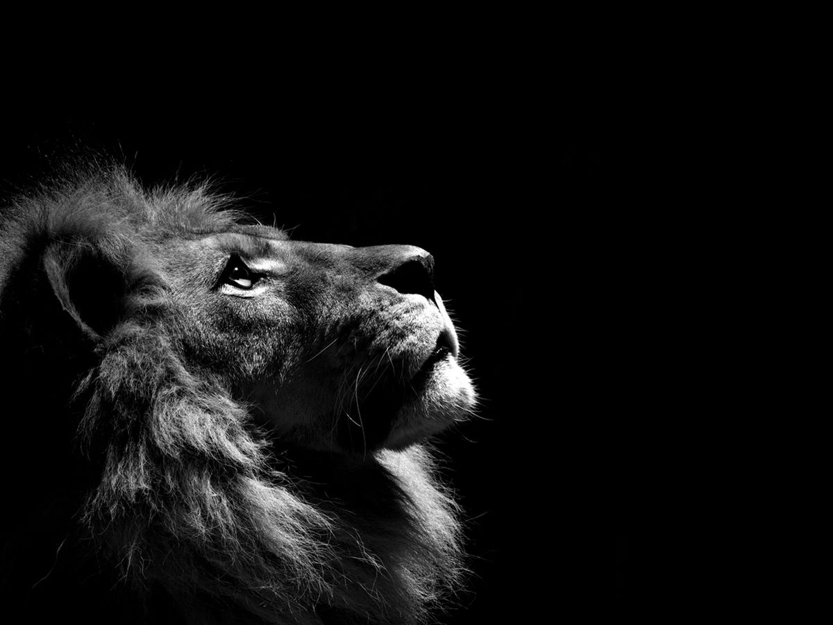 Free download Majestic Lion wallpaper ForWallpapercom [1200x900] for your Desktop, Mobile & Tablet. Explore Majestic Wallpaper