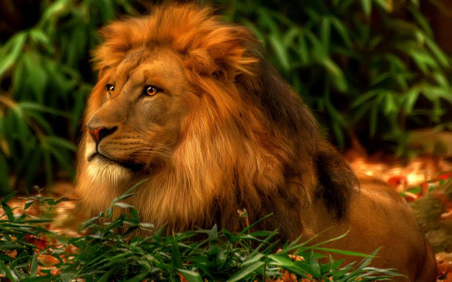 Free download Majestic Lion 1440 x 900 Download Close [1440x900] for your Desktop, Mobile & Tablet. Explore Lion Picture Wallpaper. Lion Wallpaper, Rasta Lion Wallpaper, Mac Lion Wallpaper